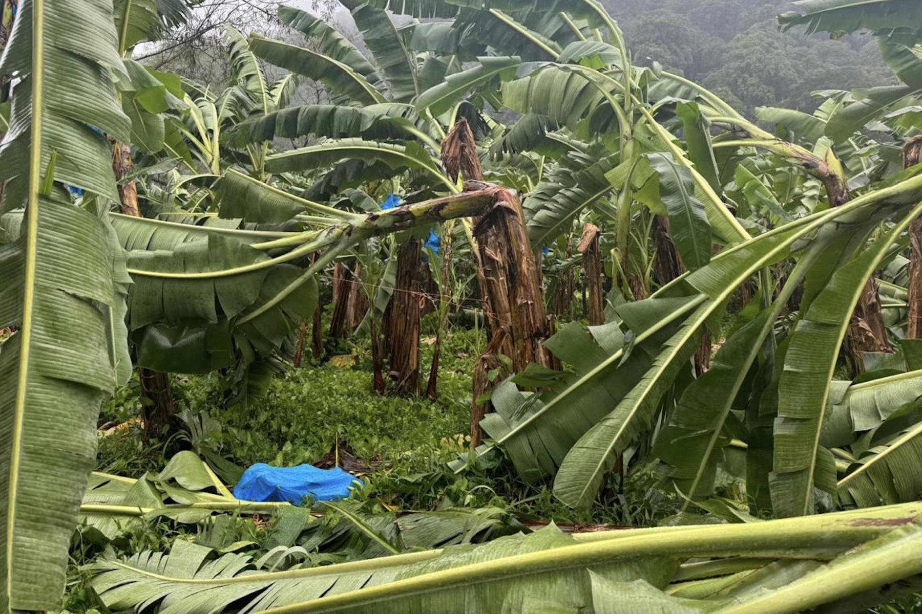 durch schwere Regenfällt umgeknickte Bananenstauden