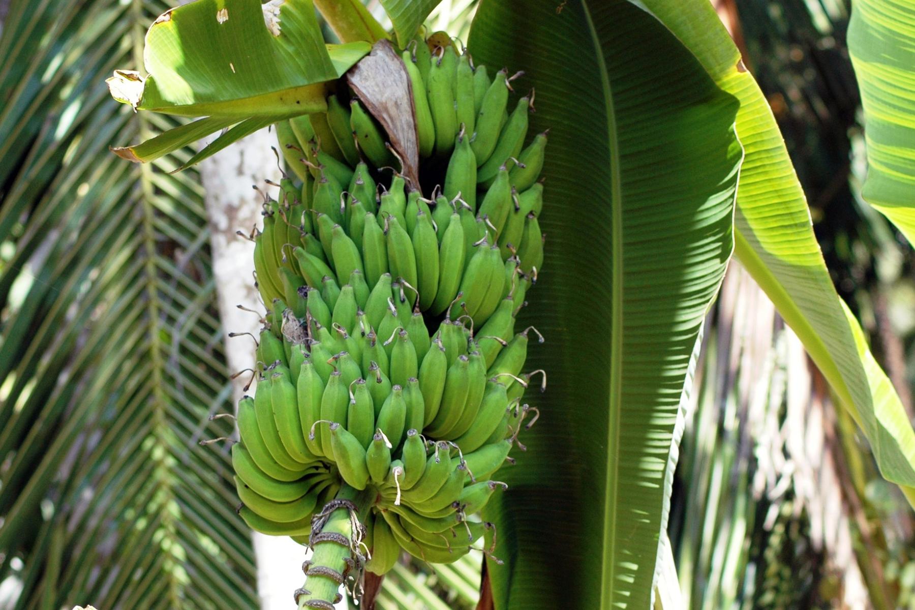 Bananen an der Staude
