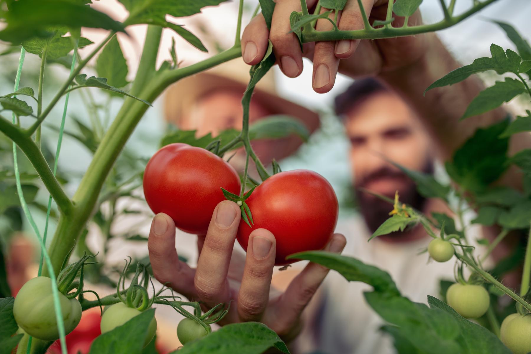 Zwei reife, rote Tomaten an einem grünen Stängel, gehalten von zwei Händen zwischen grünen Tomatenpflanzen.