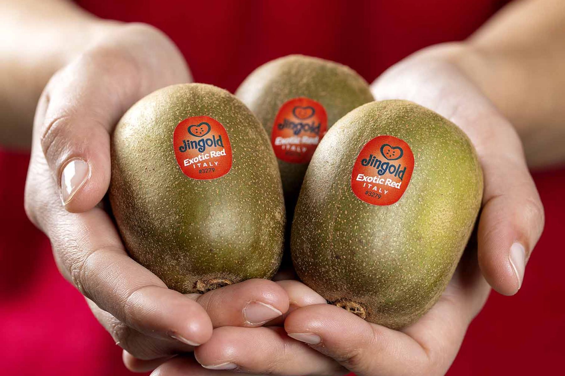 Drei Jingold-Kiwis in einer Hand gehalten, mit roten Etiketten. Die Kiwis sind oval und grünlich-braun.