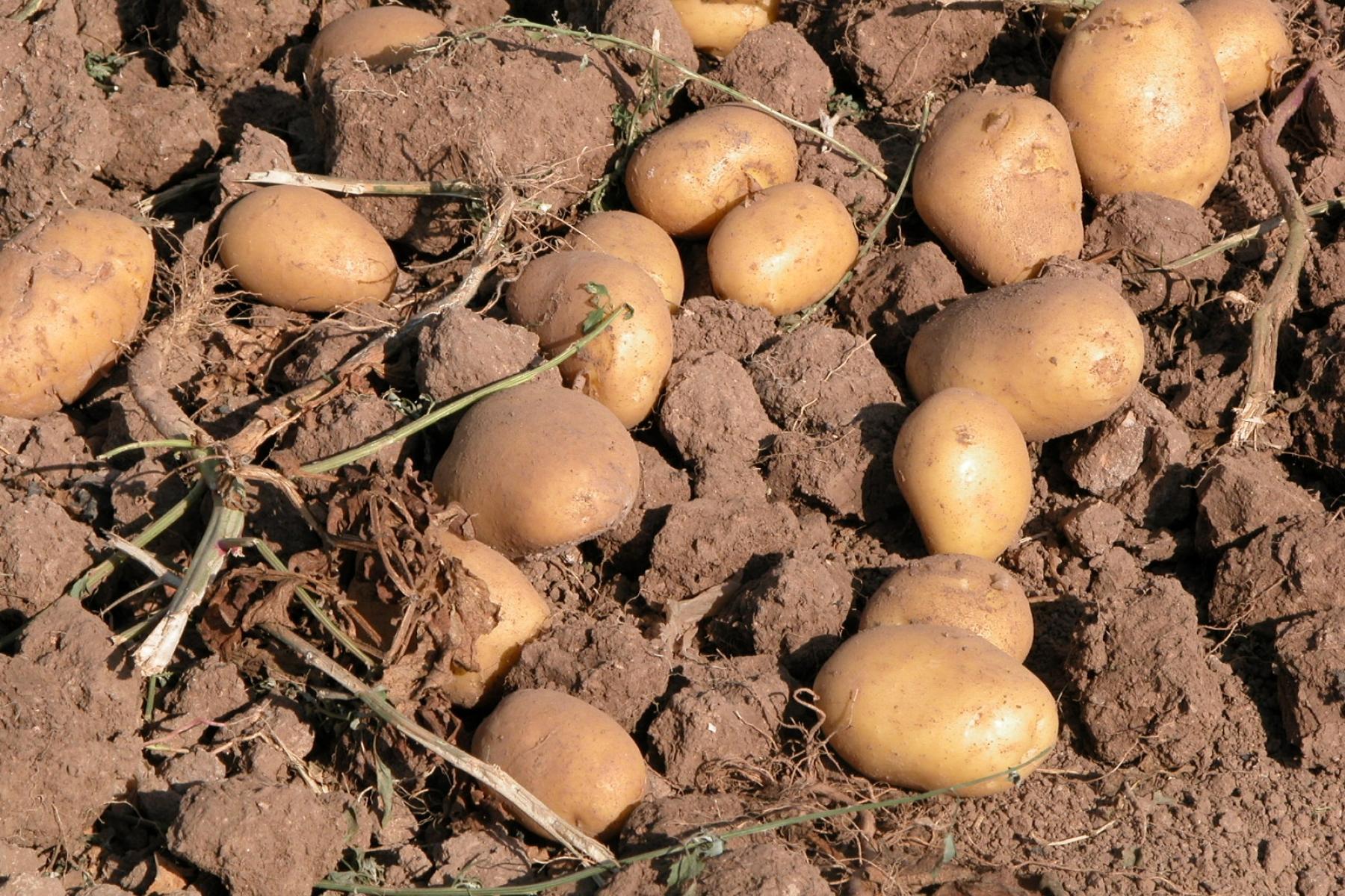 Eine Ansammlung von Kartoffeln in verschiedenen Größen, die auf einem Erdboden zwischen Wurzeln liegen. Einige Kartoffeln sind teilweise mit Erde bedeckt.