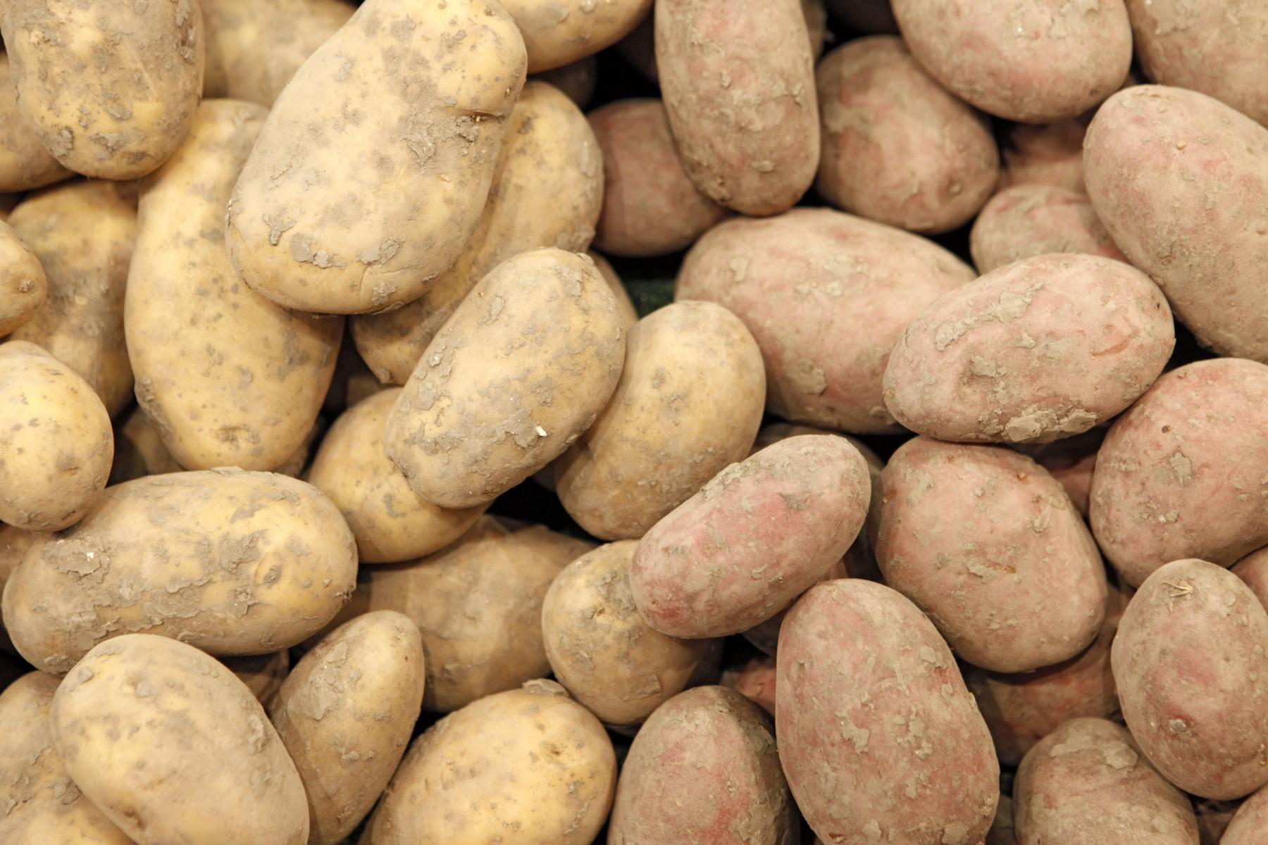 Kartoffeln mit anhaftender Erde, eng aneinander liegend