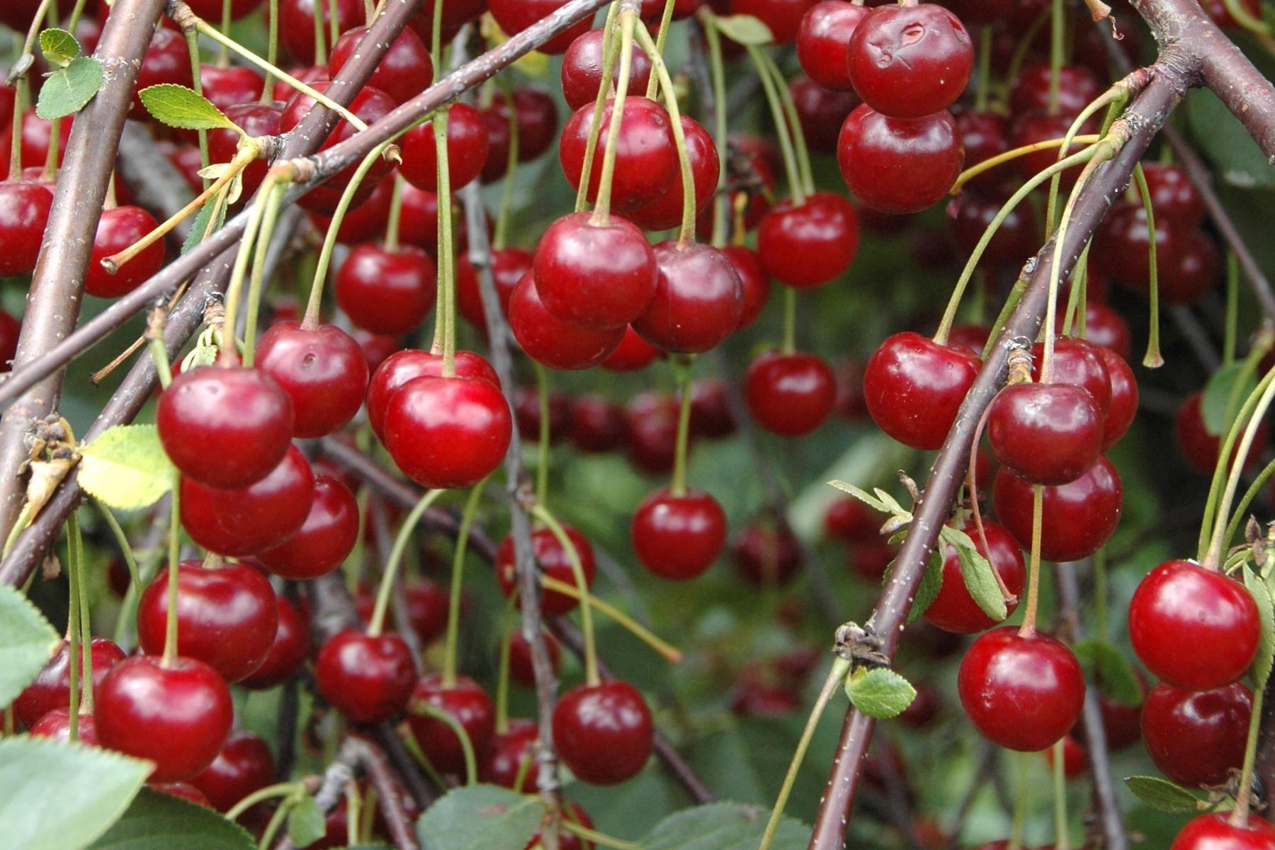 Rote Sauerkirschen hängen in Gruppen an dünnen Ästen mit grünen Blättern.