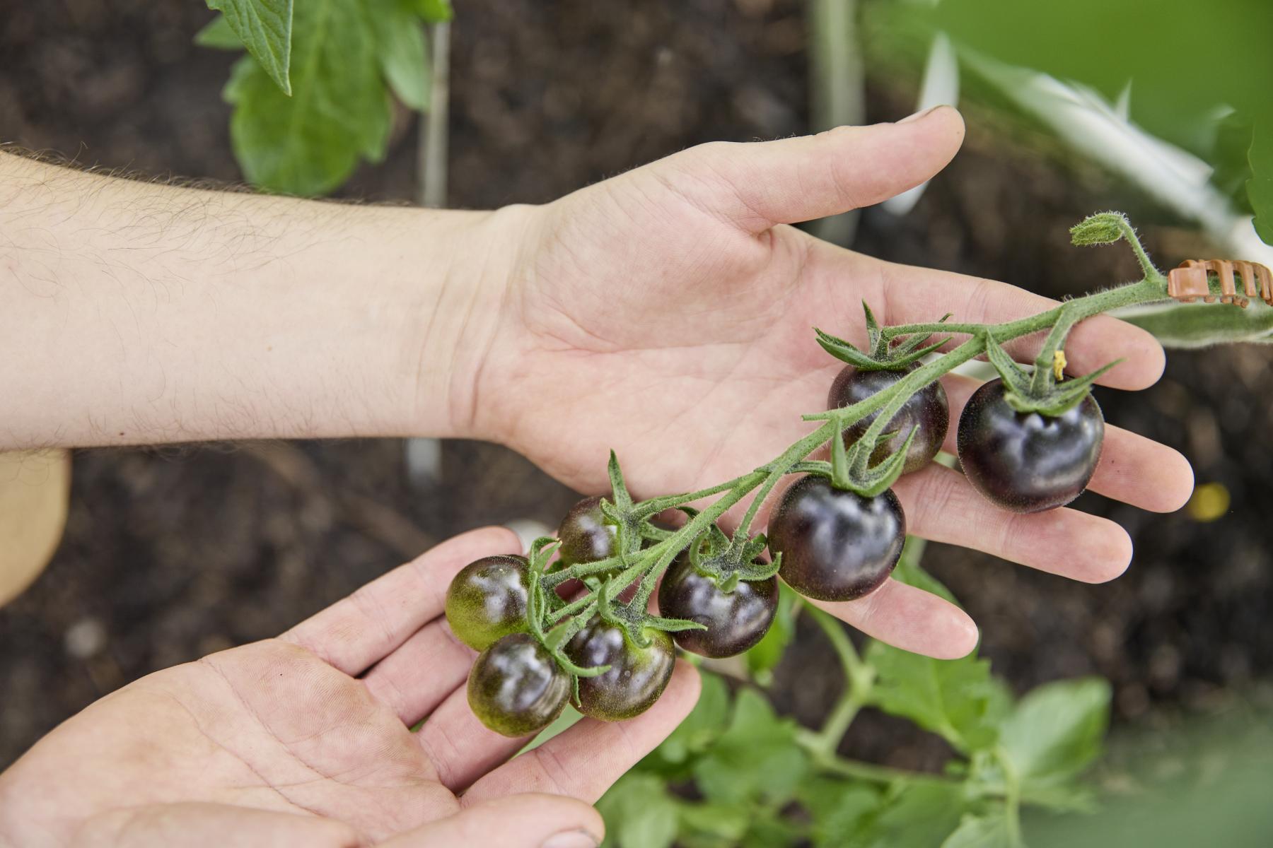 Zwei Hände halten einen Zweig mit schwarzen Cocktail-Tomaten, im Hintergrund Erde und grüne Blätter.