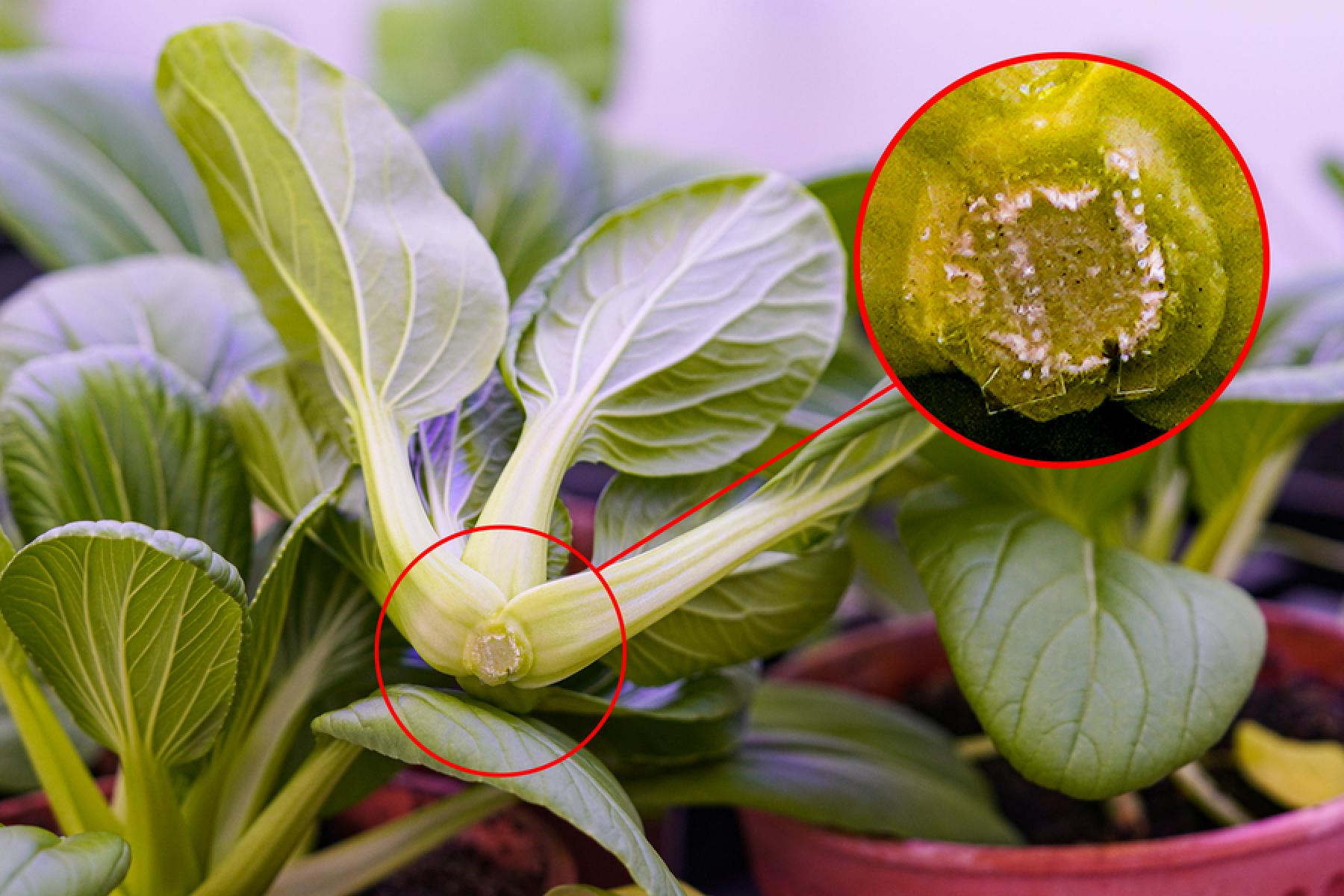 Nahaufnahme eines Pak-Choi-Blattes mit einem roten Kreis, der einen kleinen Fleck zeigt, auf dem Mikronadeln mit Melatonin aufgetragen sind.