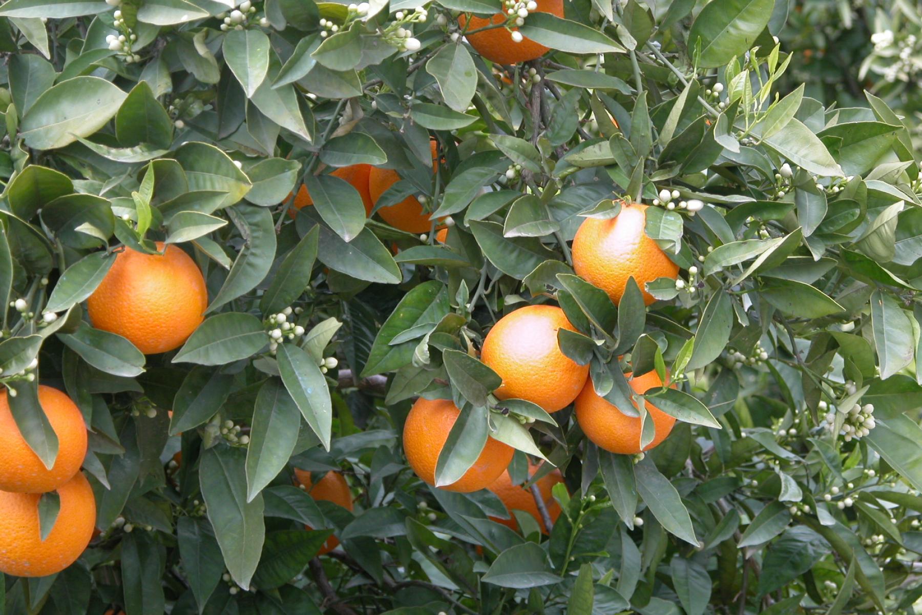 Orangen am Baum