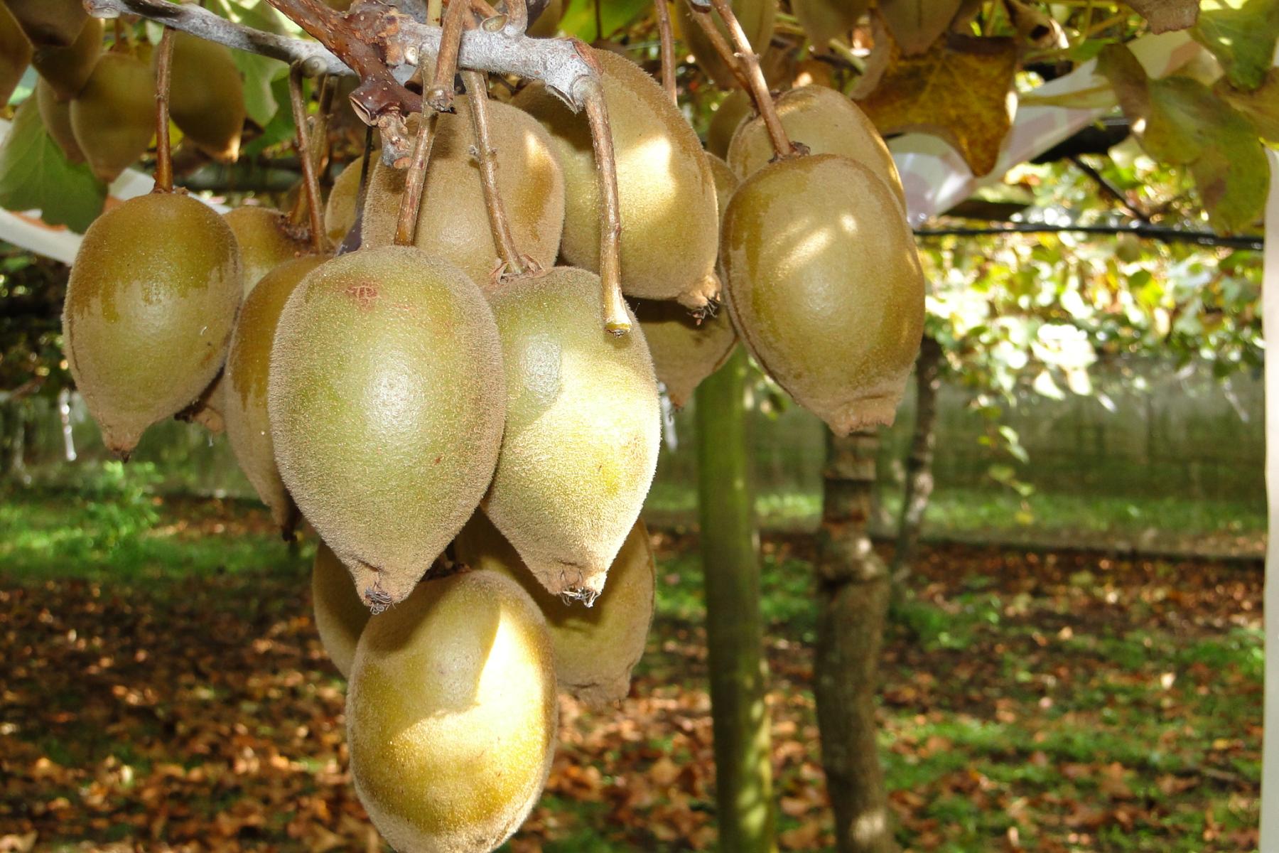 Eine Gruppe von Kiwi Gold Früchten hängt an einem Ast. Die Früchte sind oval und grünlich-beige, mit einer glatten Oberfläche. Im Hintergrund sind unscharfe Bäume und Laub sichtbar.