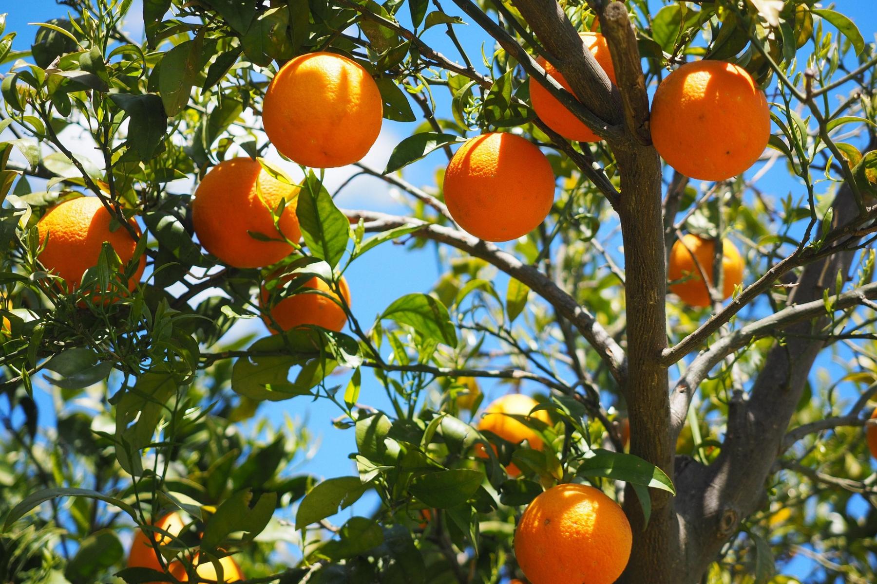 Ein Orangenbaum mit vielen reifen, orangefarbenen Orangen, die zwischen grünen Blättern hängen.