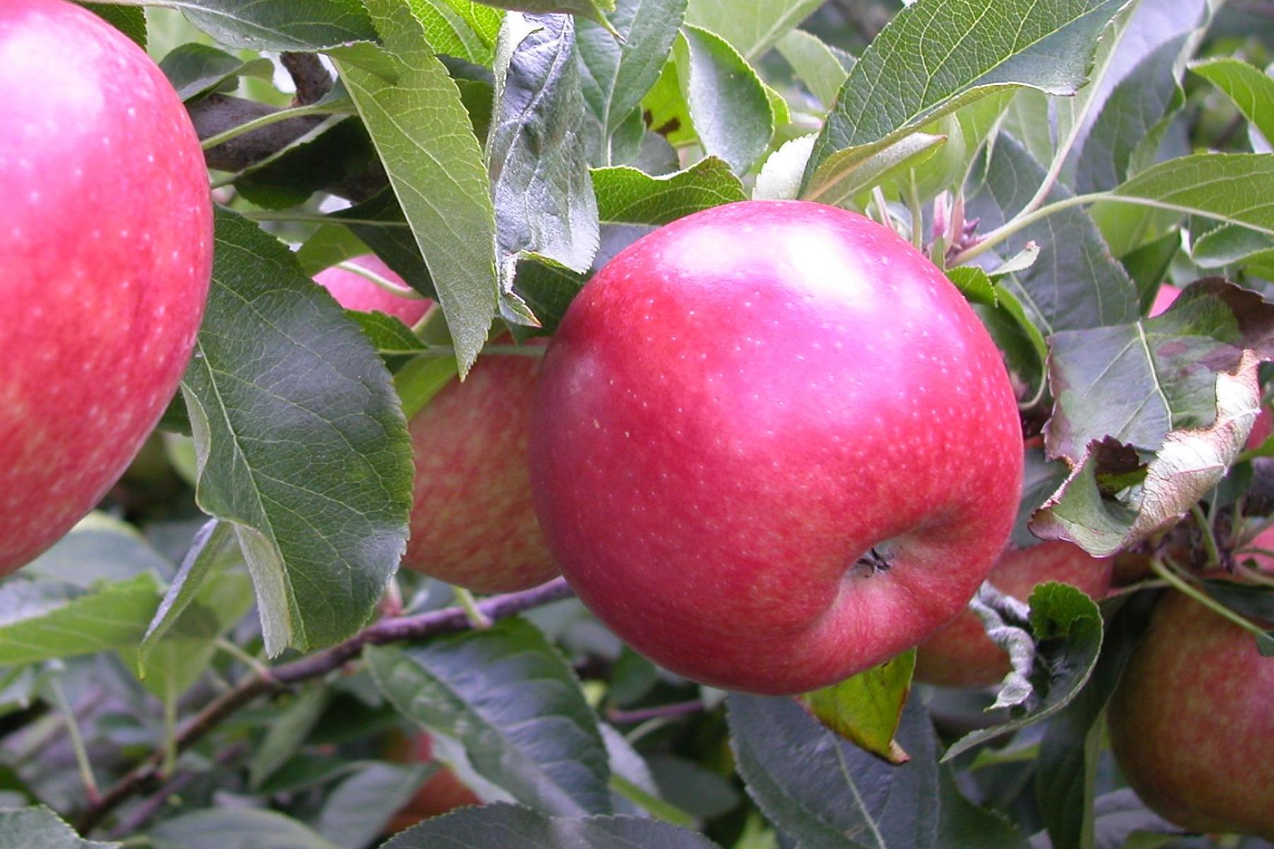 Rote Äpfel hängen an einem Apfelbaum, umgeben von grünen Blättern.