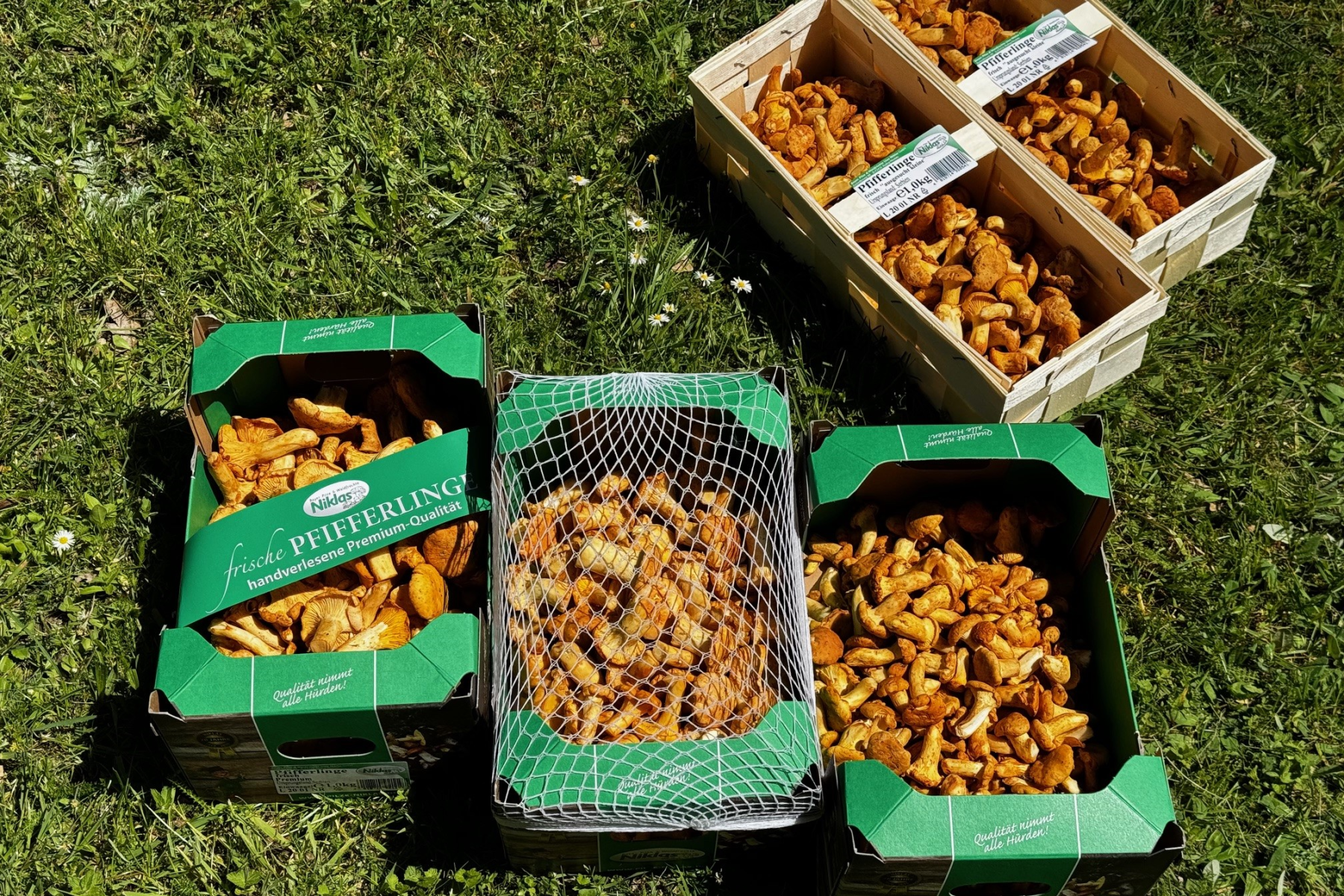 Kisten mit frischen Pfifferlingen stehen auf grünem Gras. Kisten haben verschiedene Größen und Formen.