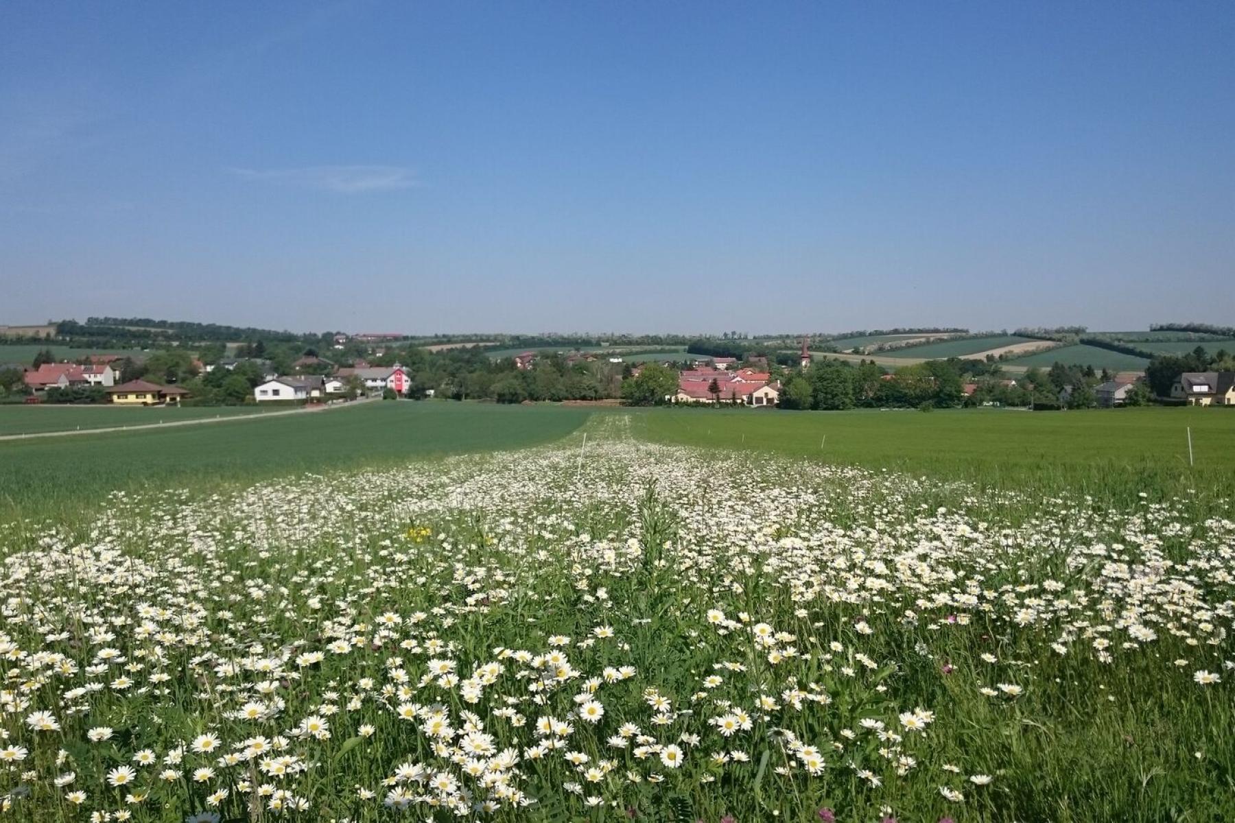 Blühstreifen zwischen Feldern