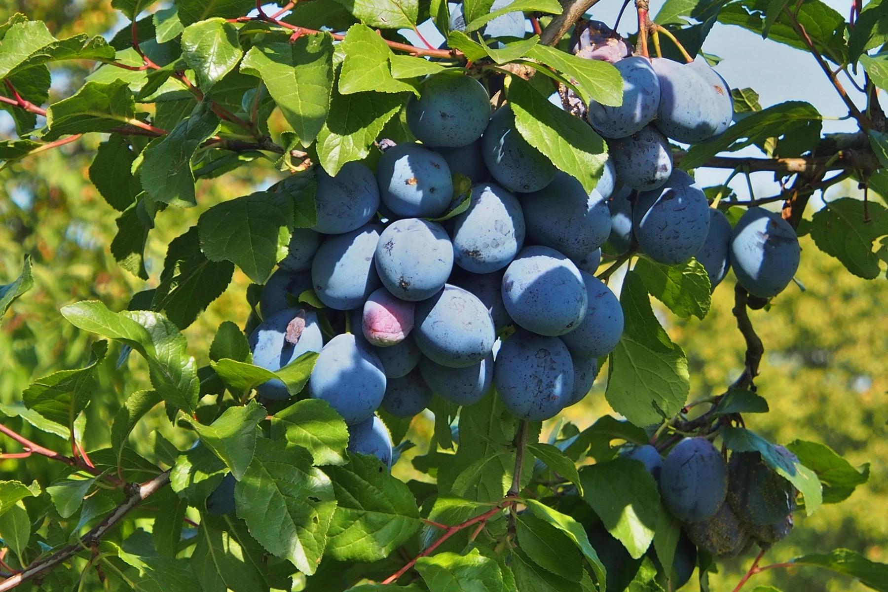 Pflaumen am Baum