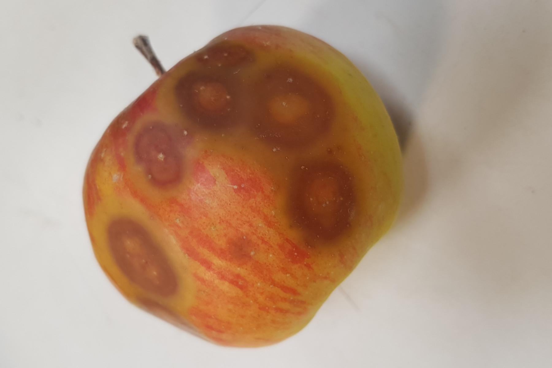Apfel mit Lagerkrankheit