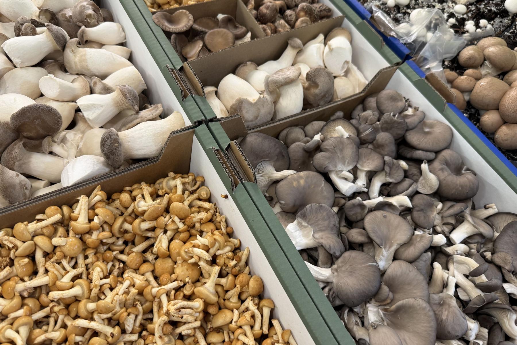 Mehrere Sorten frischer Pilze in Kisten.