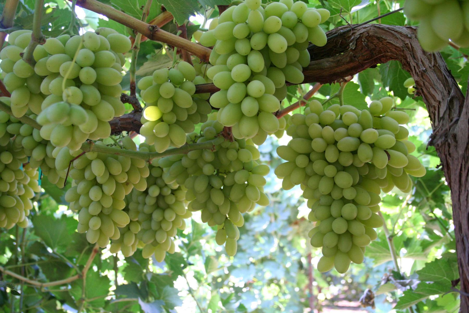 Mehrere große, grüne Traubenbüschel hängen an einem dicken Weinstock mit grünen Blättern im Hintergrund.
