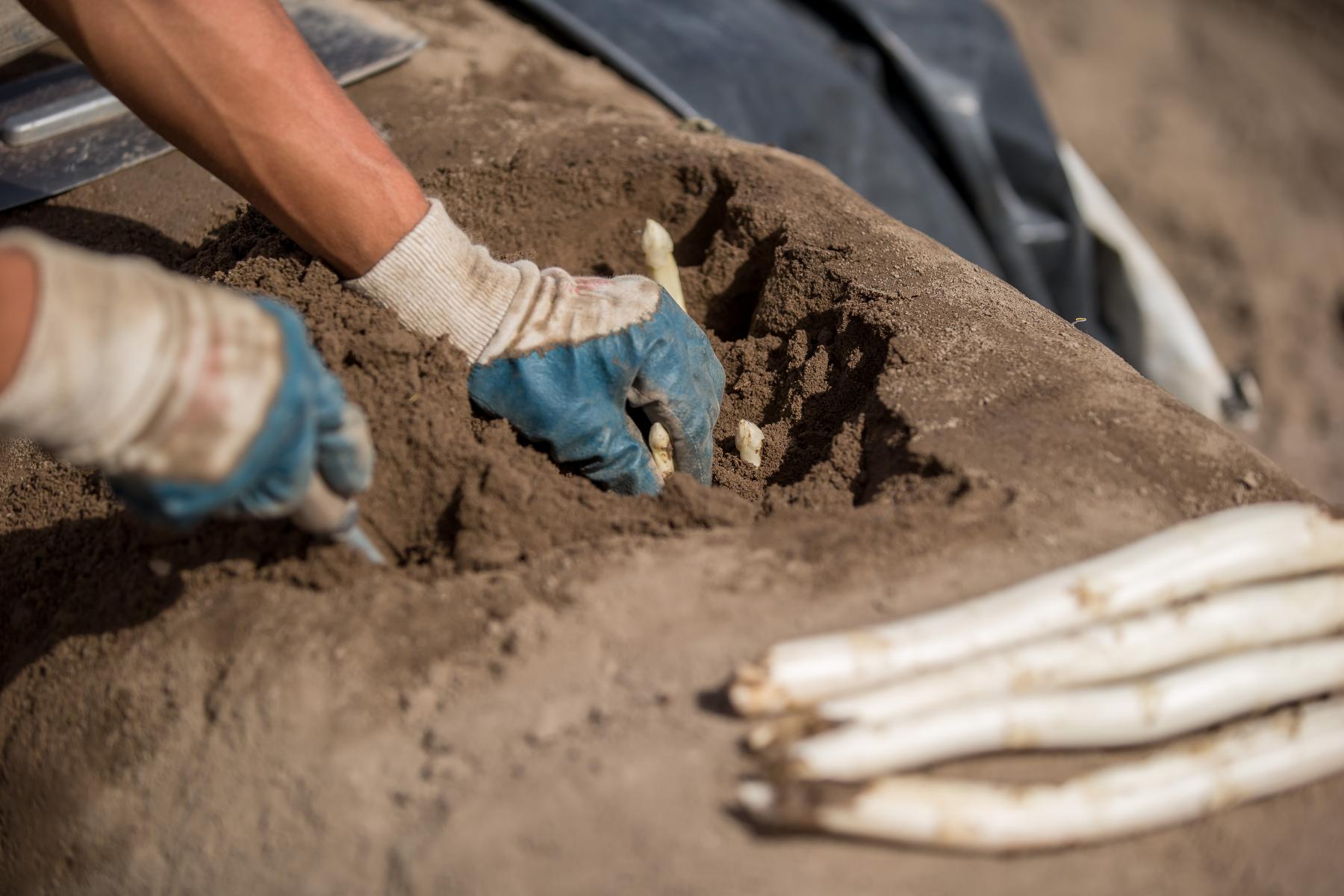 Hände mit Arbeitshandschuhen stechen weißen Spargel aus Erde, daneben liegt ein Bündel weißer Spargelstangen.