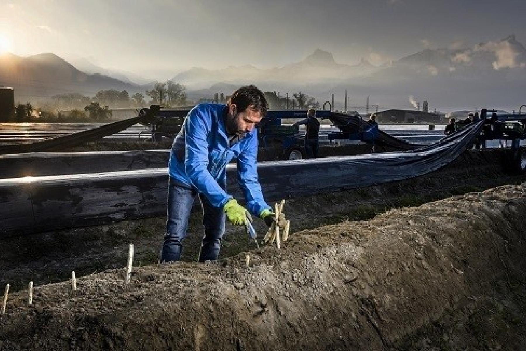 Person in blauer Jacke und gelben Handschuhen erntet Spargel auf einem Feld mit mehreren Spargelreihen, Berge im Hintergrund bei Sonnenaufgang.