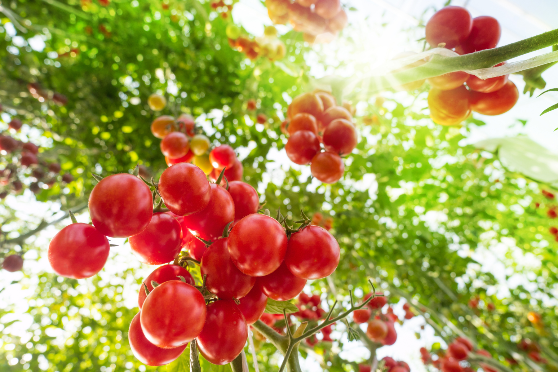 Reife, rote Tomaten hängen an grünen Pflanzenstängeln, beleuchtet von Sonnenlicht.