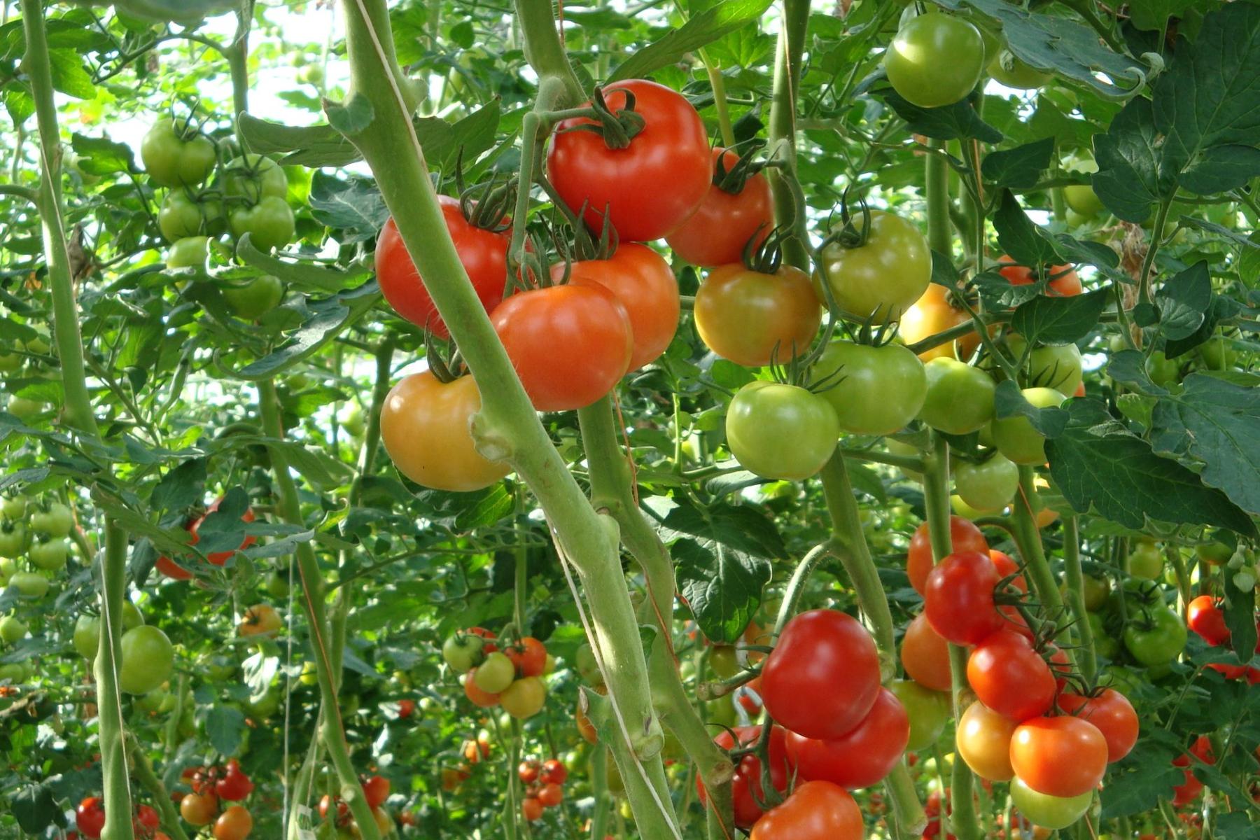 Mehrere Tomatenpflanzen mit reifen roten und unreifen grünen Tomaten hängen an Stängeln in einem Gewächshaus.