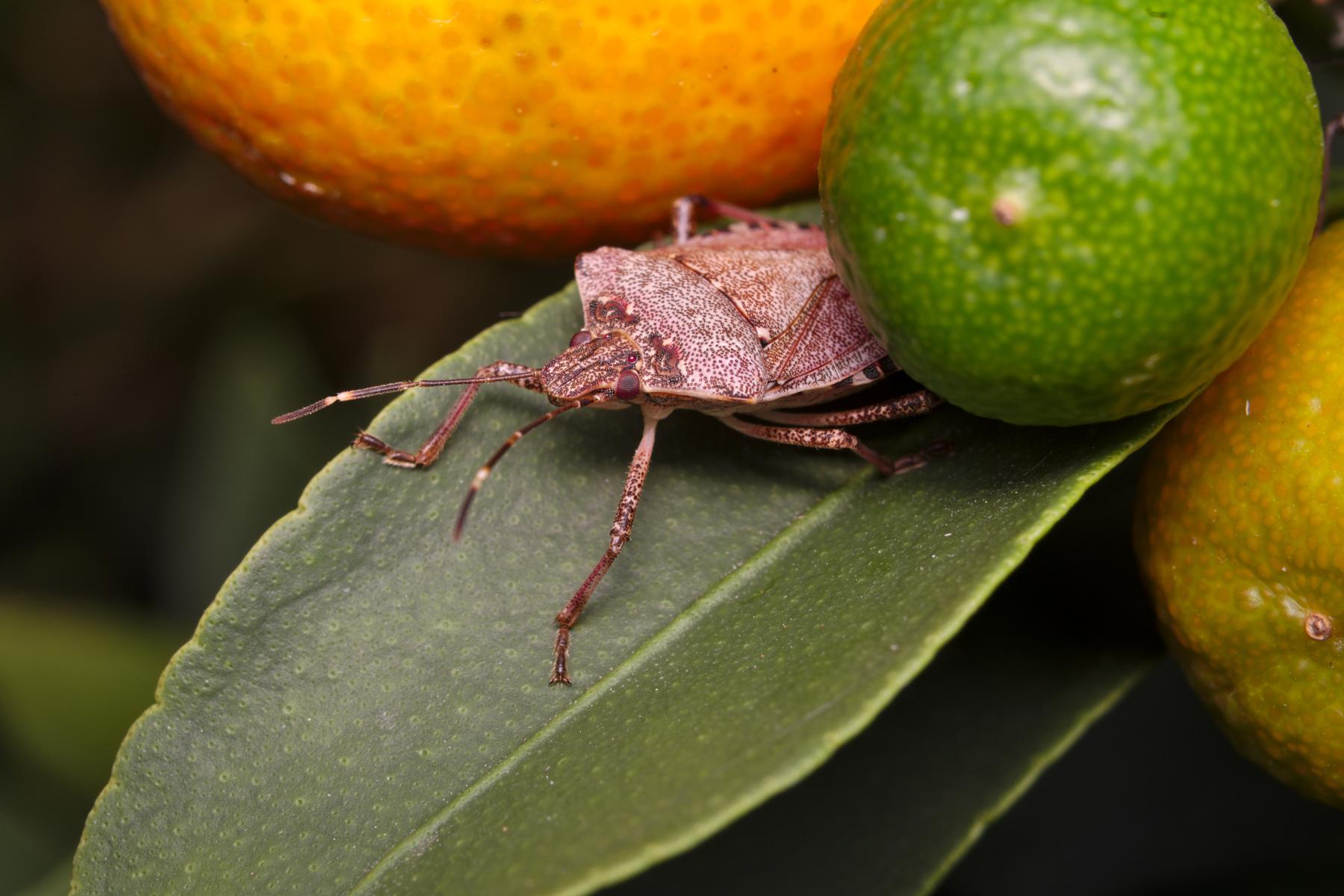 Eine braun marmorierte Stinkwanze sitzt auf einem grünen Blatt, umgeben von drei Citrusfrüchten, eine orange, eine gelb und eine grün.