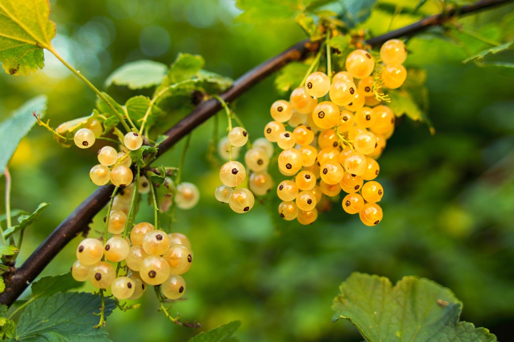 Zweig mit mehreren Trauben von weißen Johannisbeeren, die gelblich-transparent sind und schwarze Punkte aufweisen.