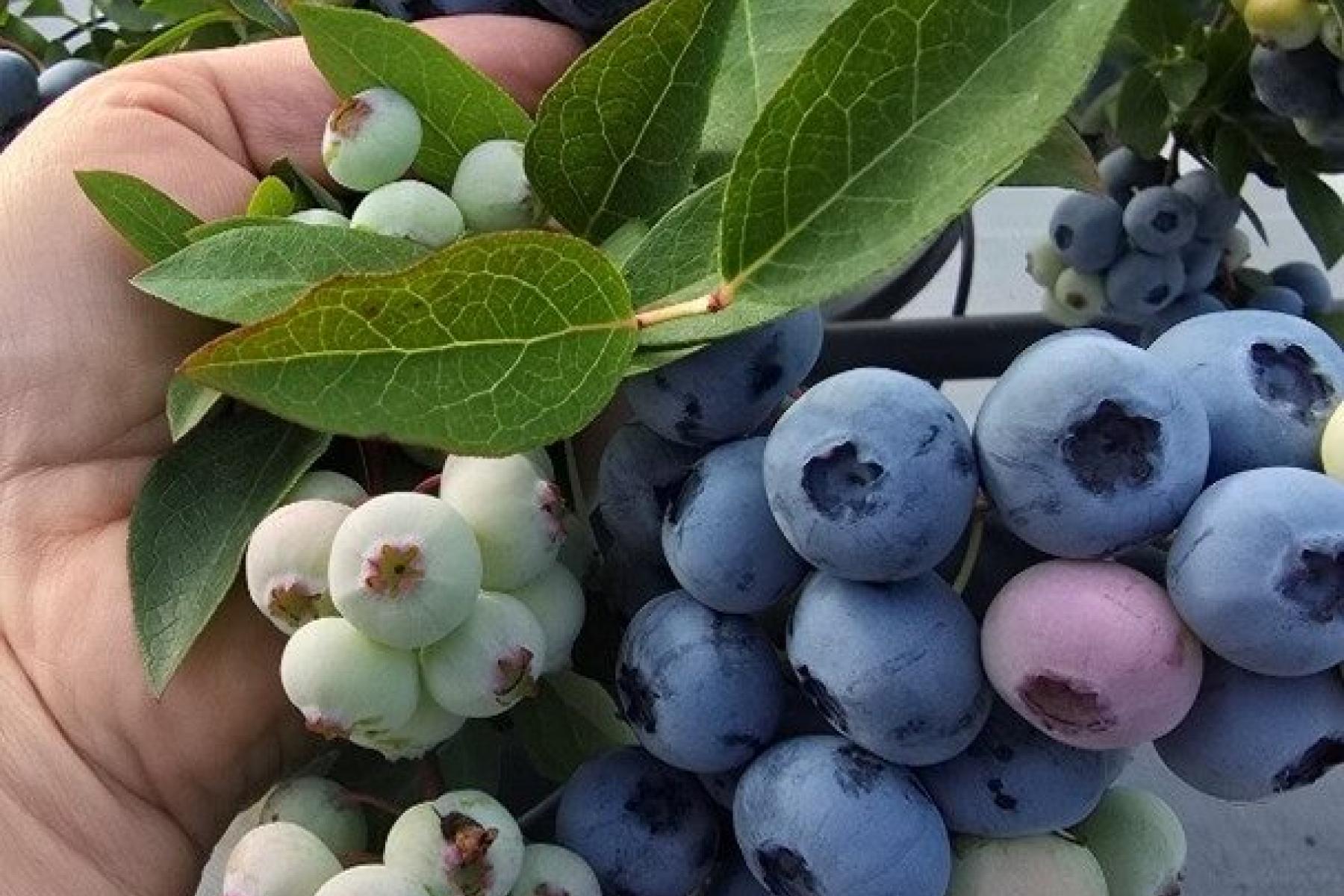 Heidelbeeren mit Blättern in einer Hand