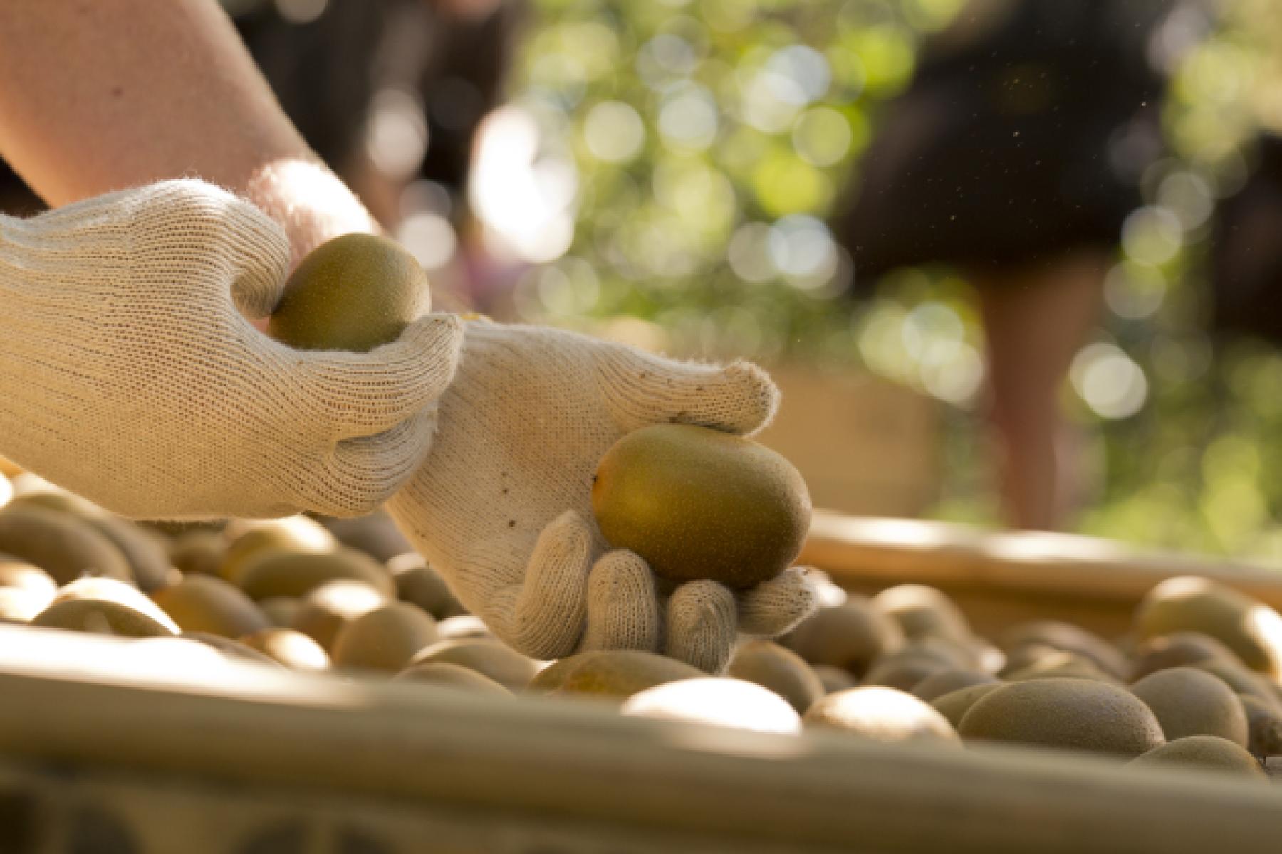 Eine Hand mit einem weißen Handschuh hält einen Kiwi, während die andere Hand eine weitere Kiwi greift. Im Hintergrund sind viele Kiwis in einer Holzkiste sichtbar.