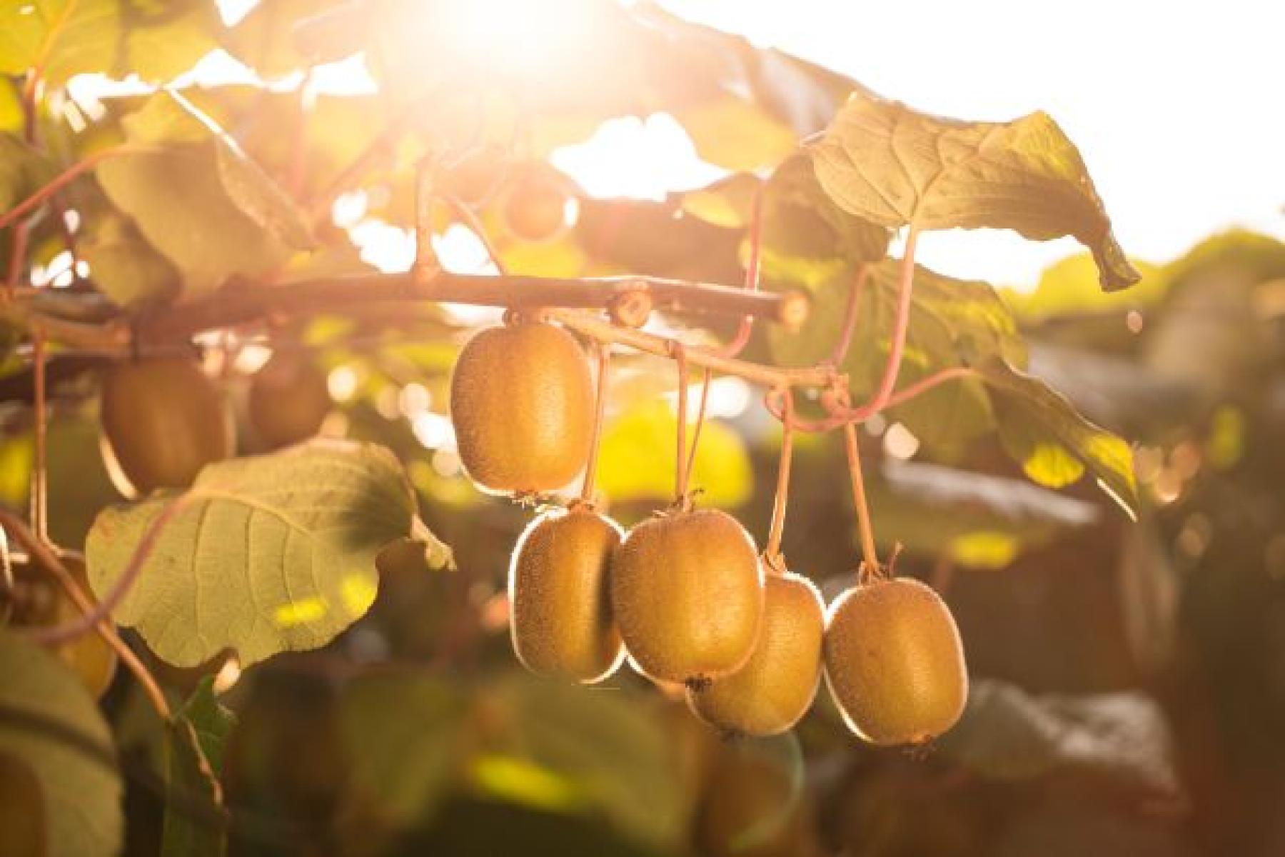 Mehrere Zespri-Kiwis hängen an einem Ast, umgeben von grünen Blättern. Die Sonne ist durch die Blätter sichtbar.