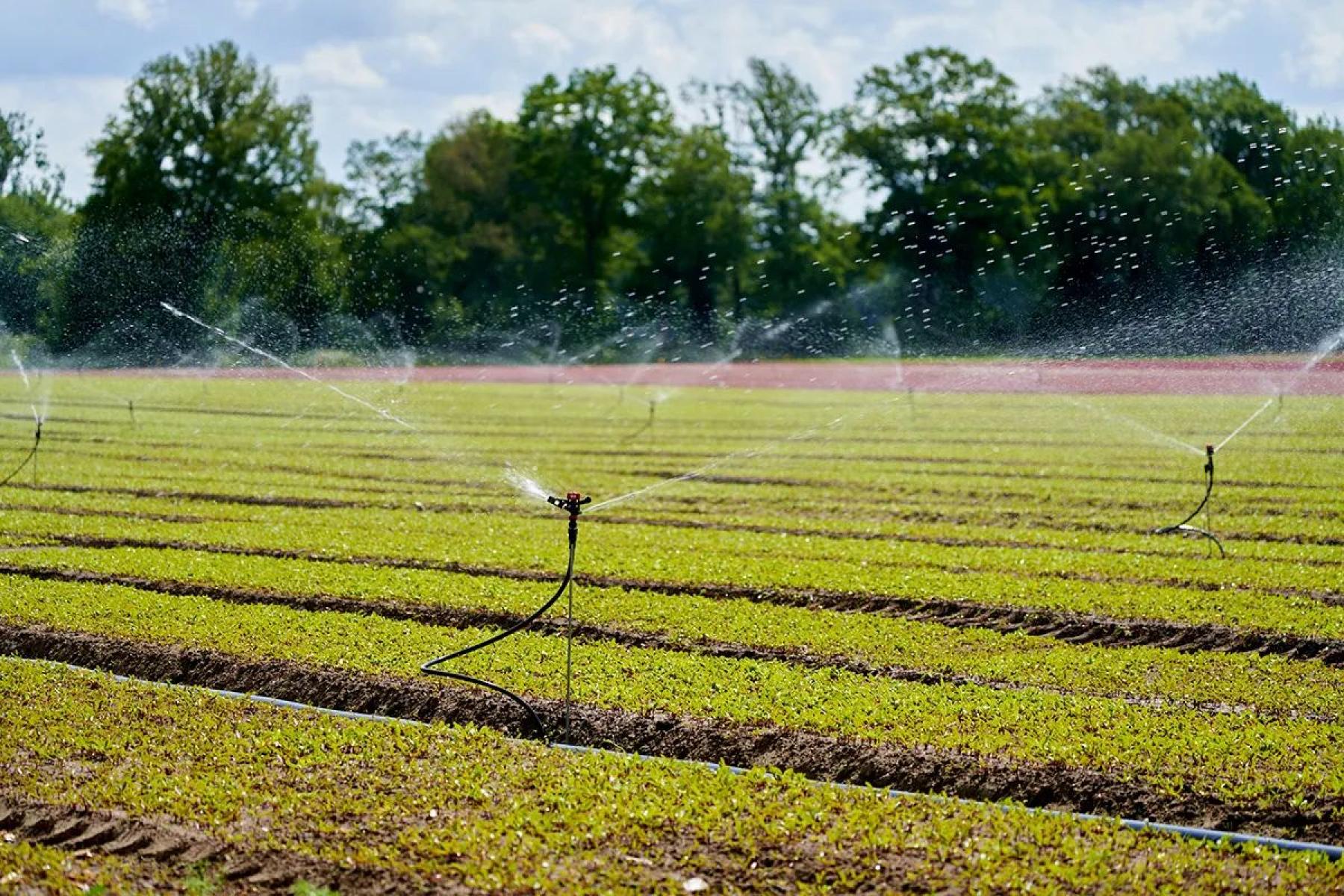 Sprinkler verteilt Wasser auf Feld