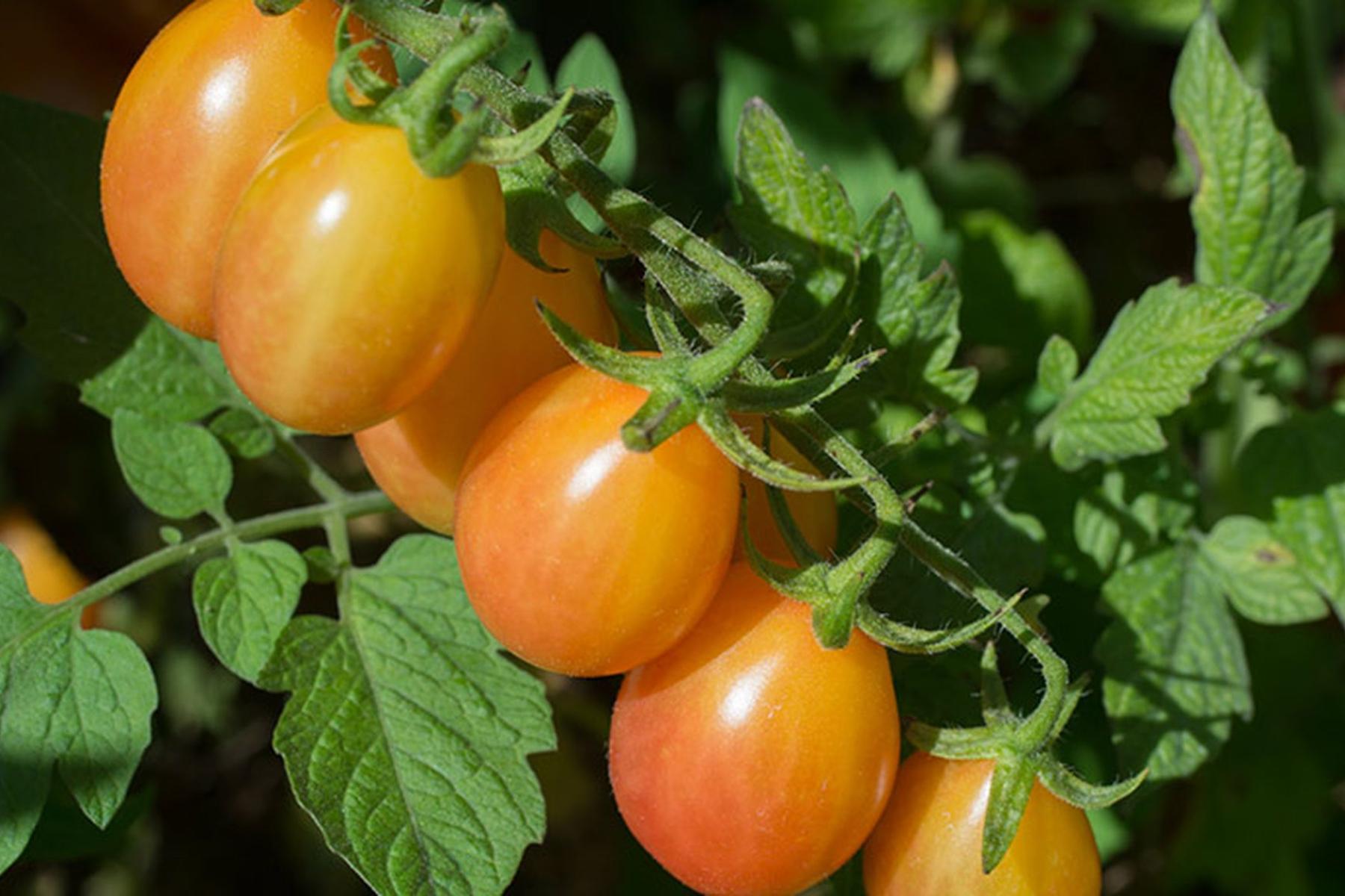 gelbe Tomaten an der Pflanze