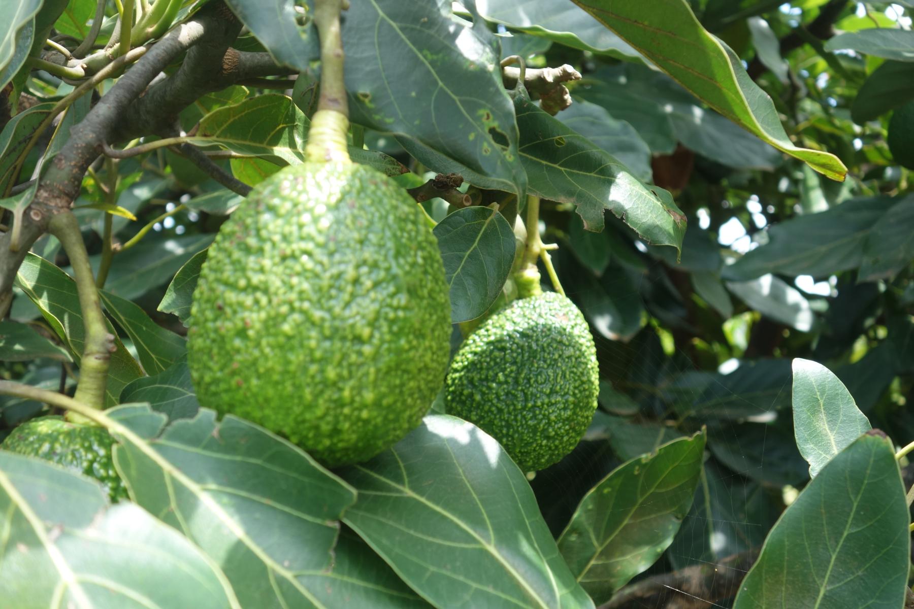 Avocado am Baum 
