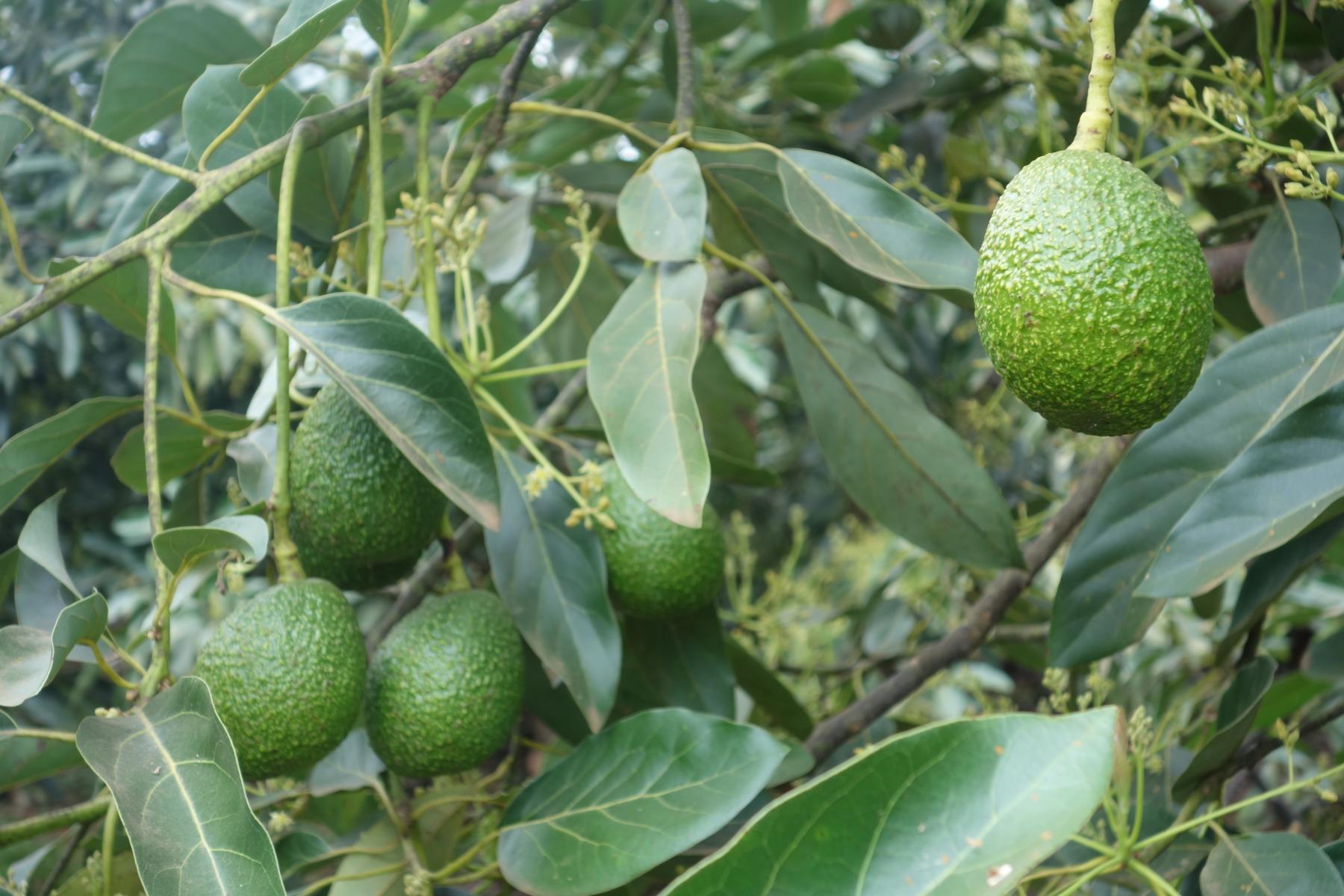 Avocados am Baum