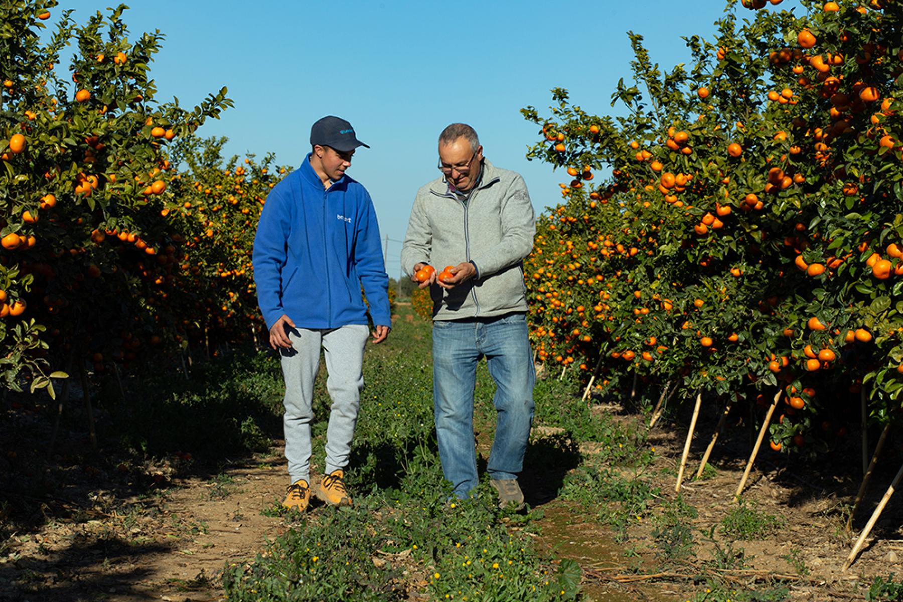 Zwei Benihort-Mitarbeiter laufen durch Mandarinen-Plantagen 