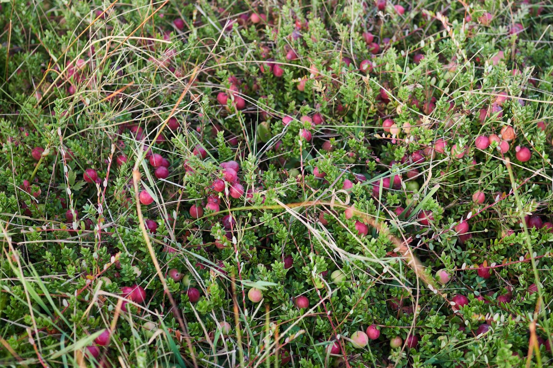 Cranberries-Anbau in den Niederlanden