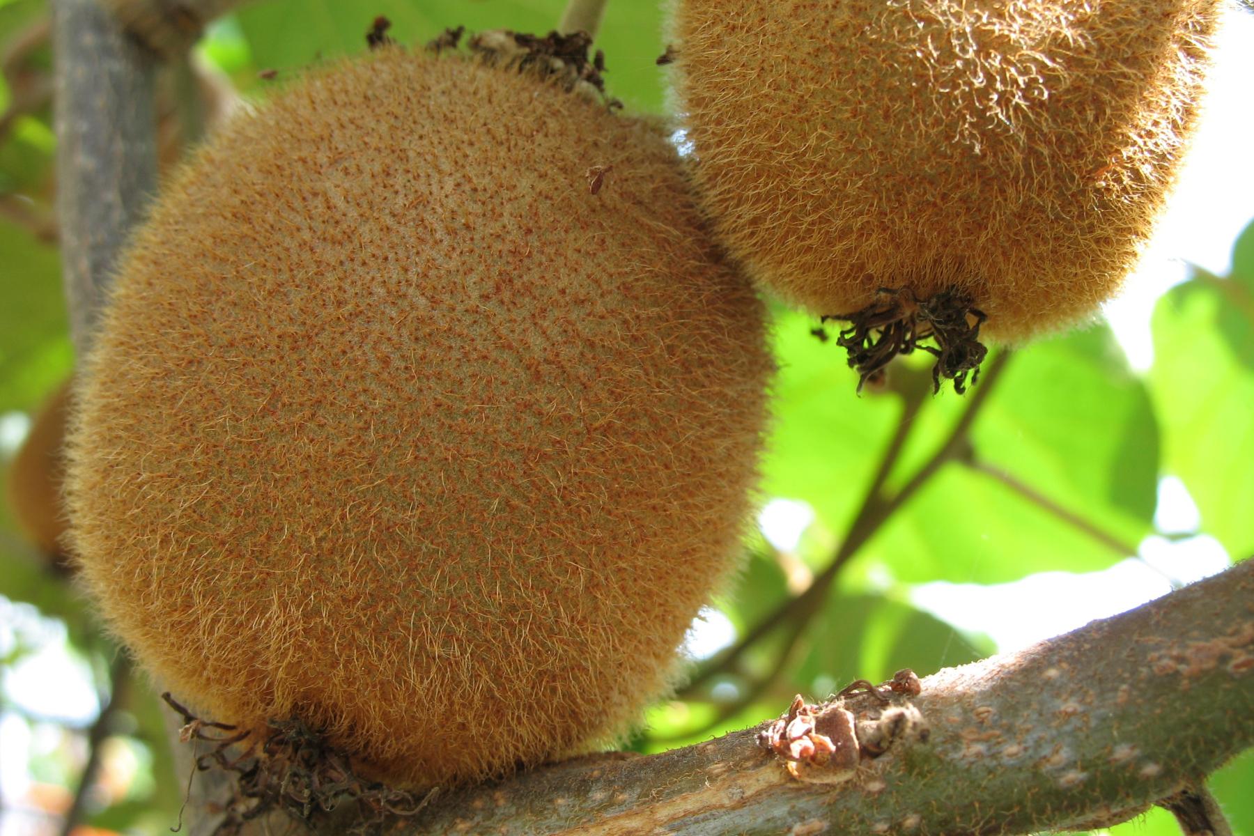 Kiwis an der Pflanze