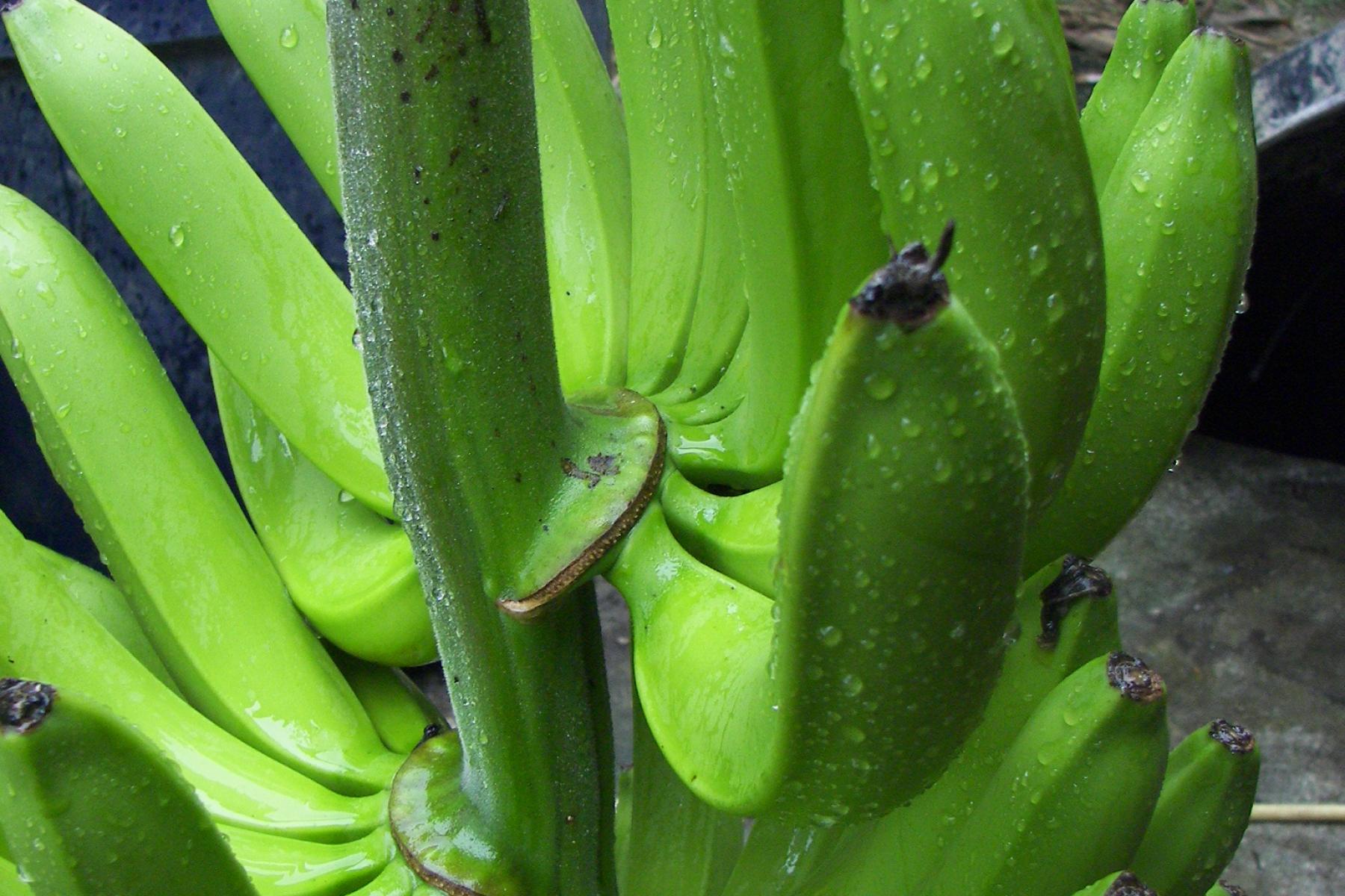 grüne Bananen an Staude
