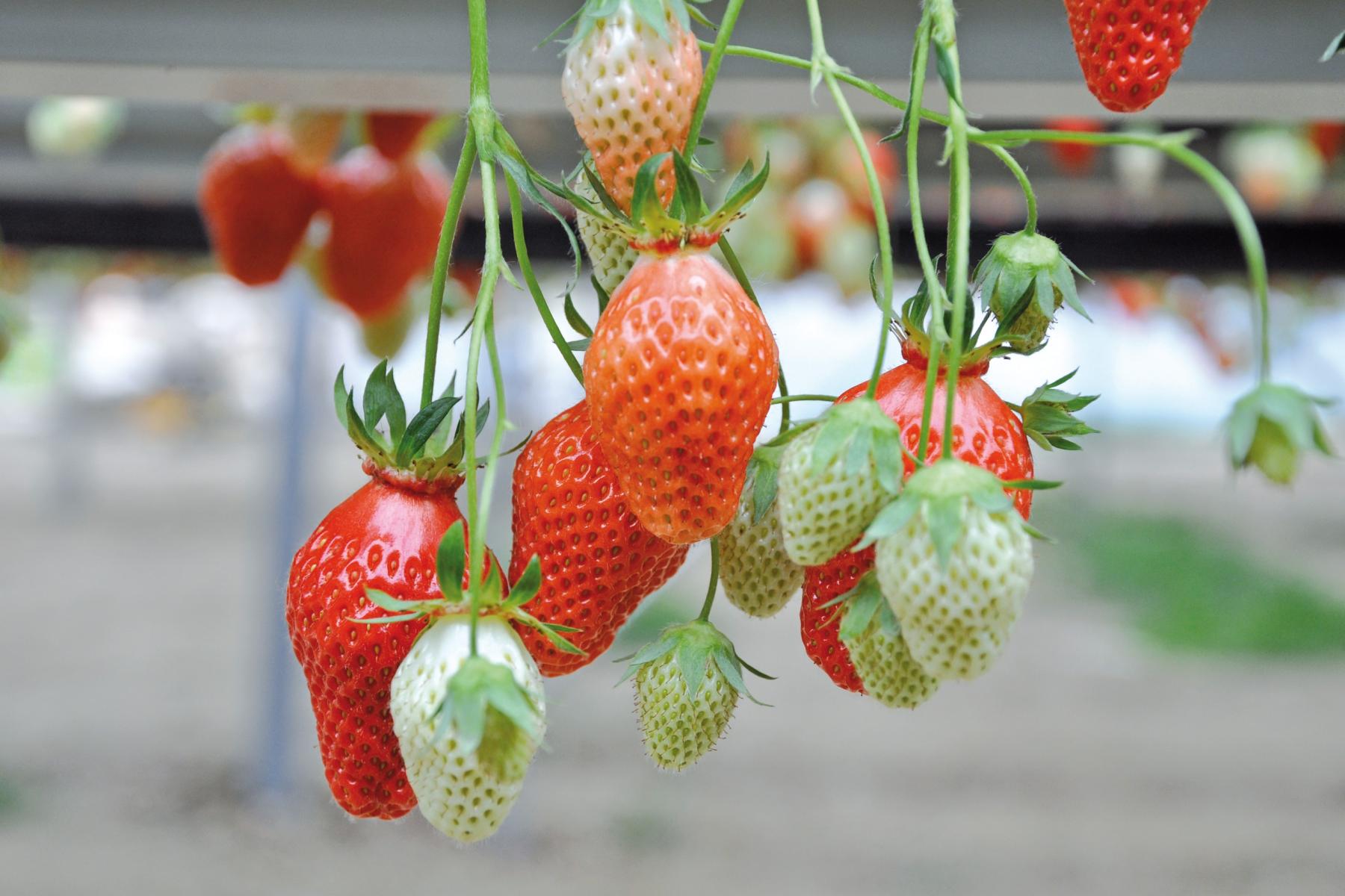 Erdbeeren aus Frankreich