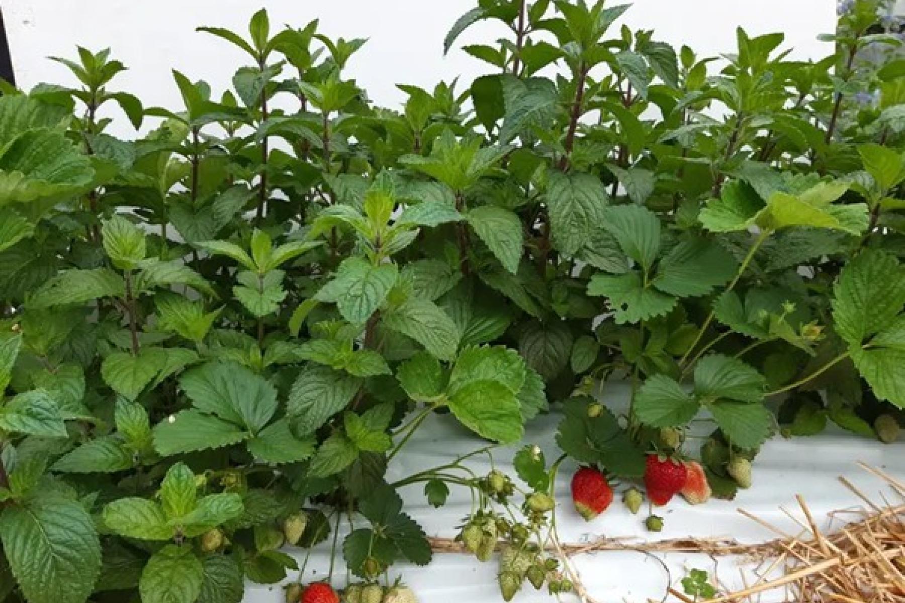 Erdbeeren und Pfefferminze in Mischkultur