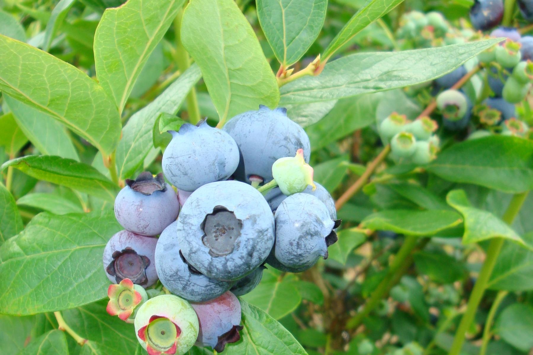 Blaubeeren in unterschiedlichen Reifestadien am Strauch