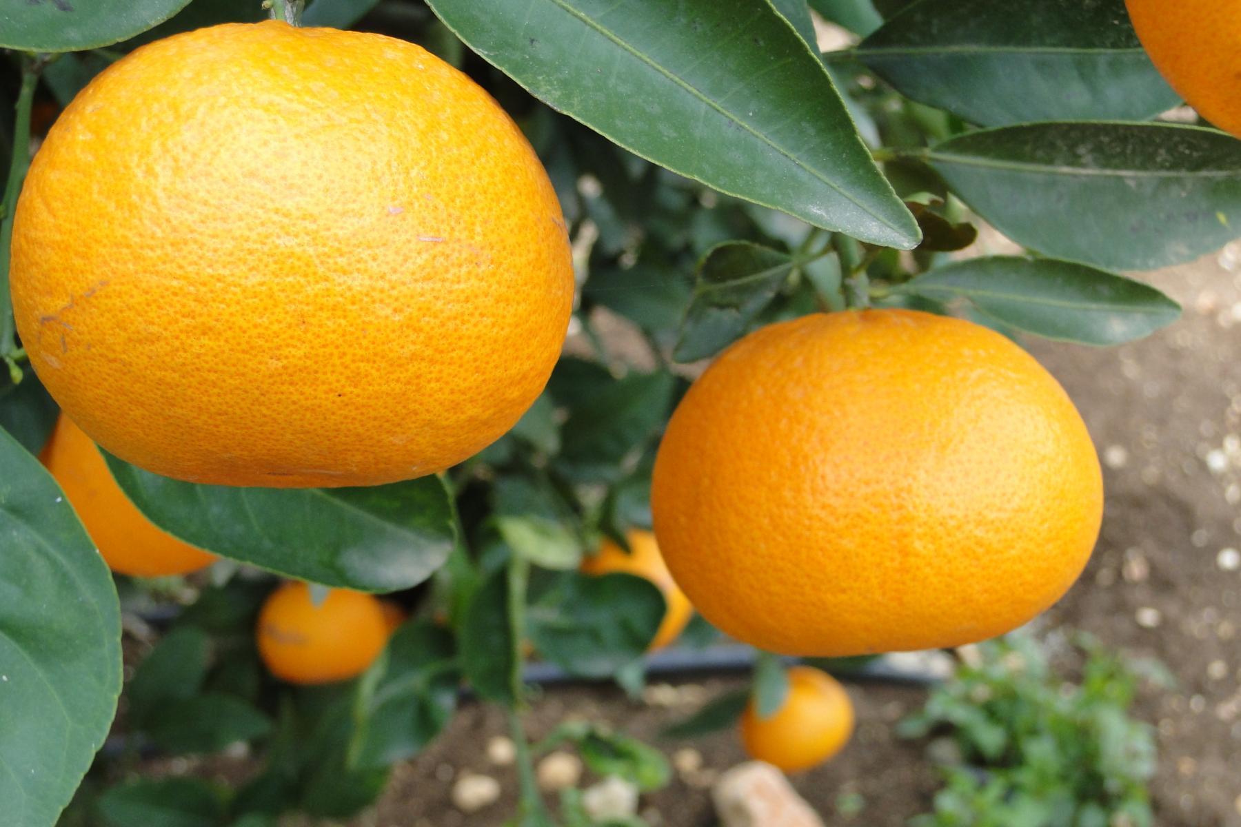 Easy Peeler am Baum