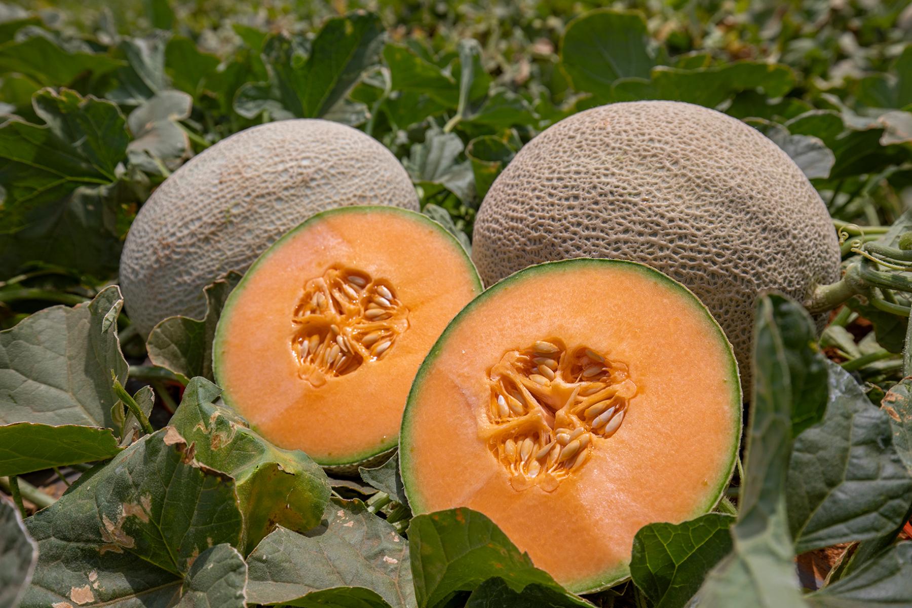 ganze und halbierte Melonen