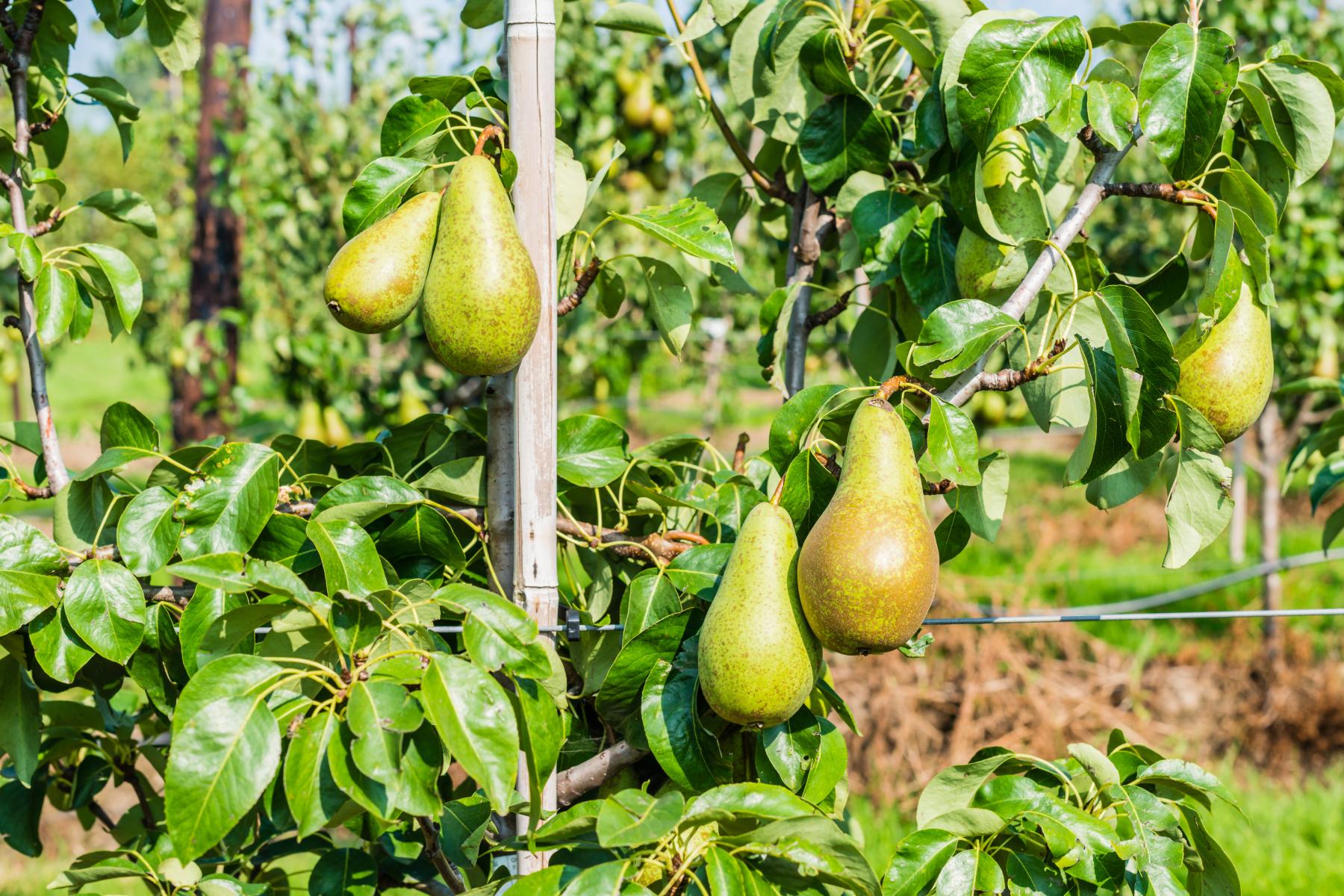 Birnen am Baum in einer Plantage