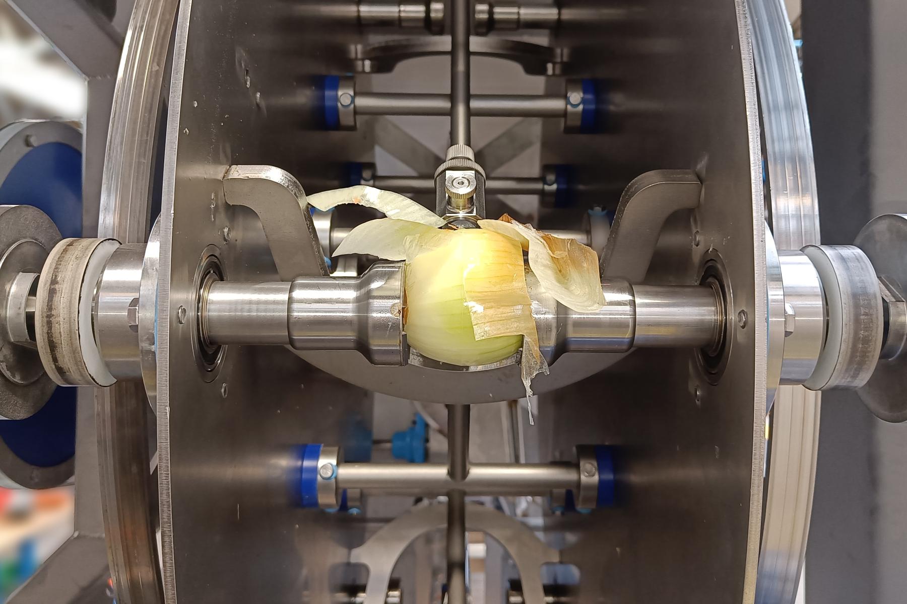 Eine Zwiebel wird von einer Maschine geschält