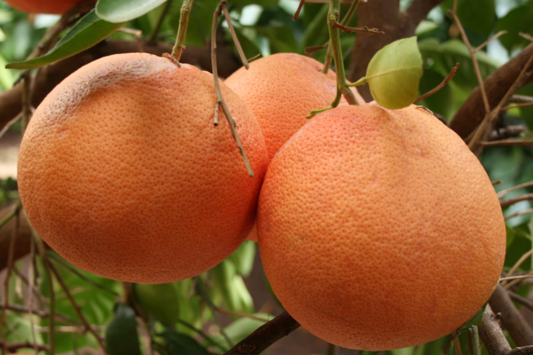 Star Ruby Grapefruit am Baum