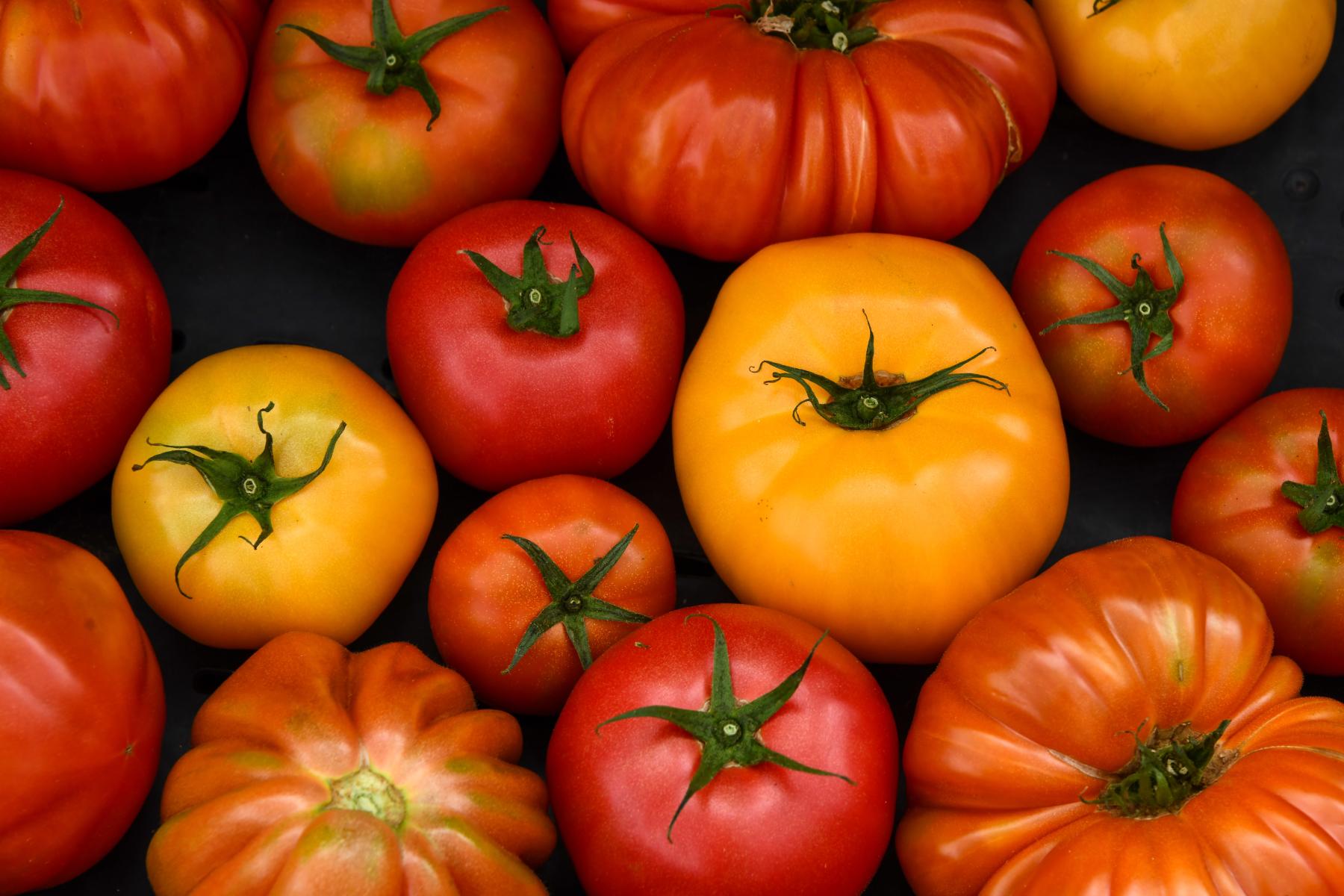 Bunte Tomatensorten