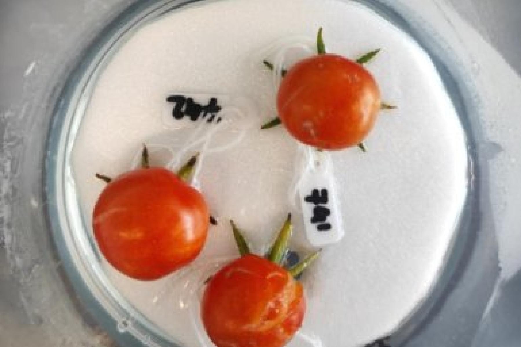 Tomate in einer Petrischale