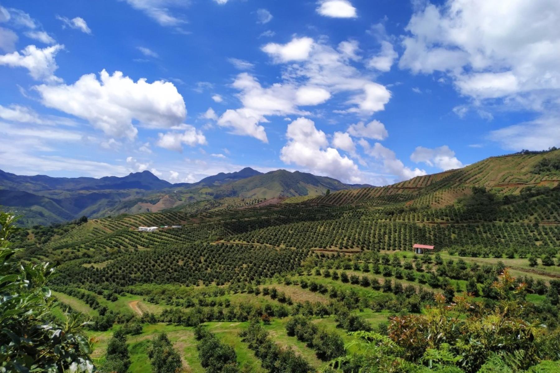 Avocado-Plantage