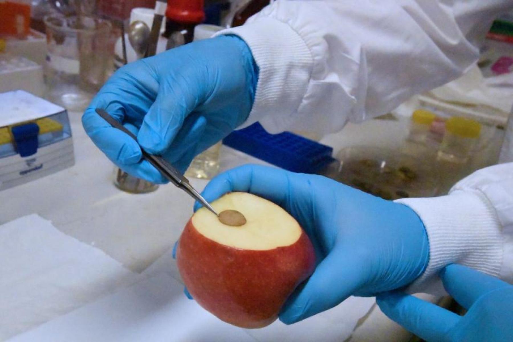 An einem Apfel wird der Vitamin-C-Gehalt getestet.