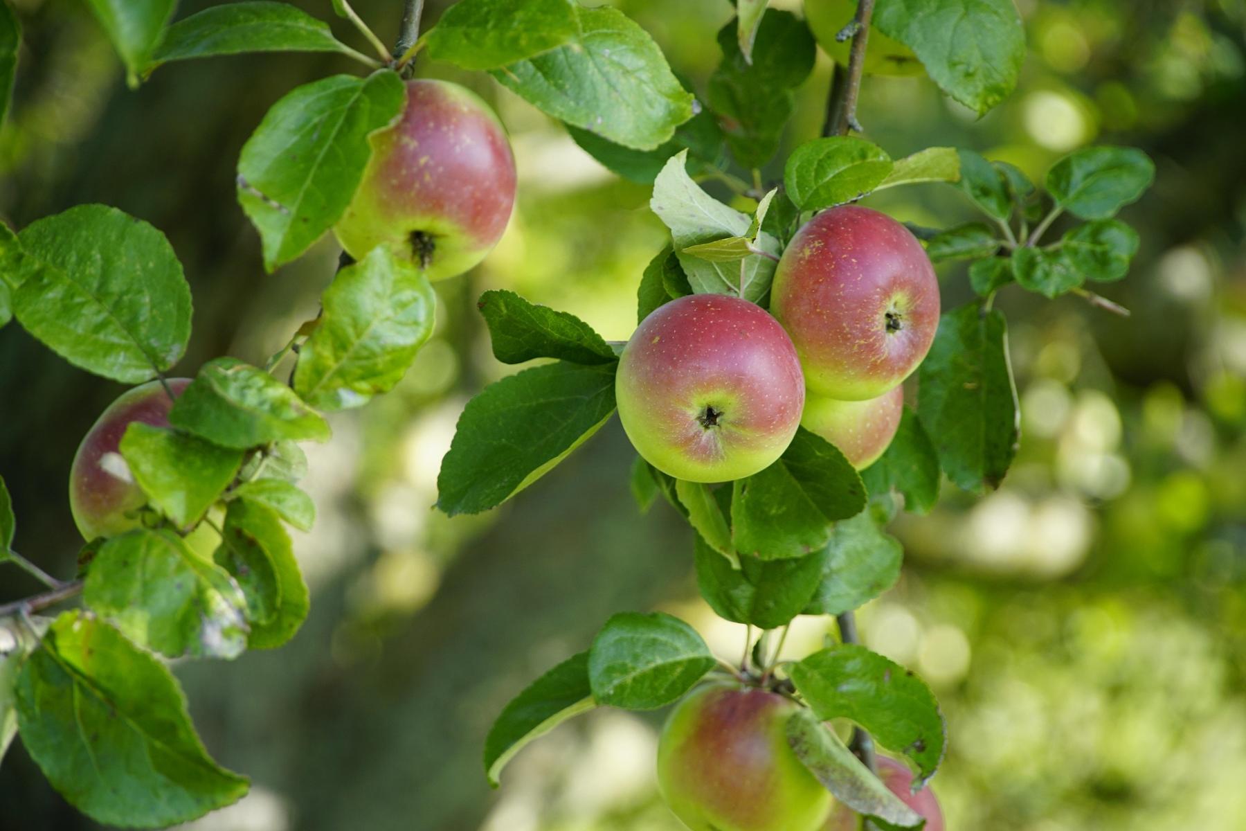 Äpfel am Baum