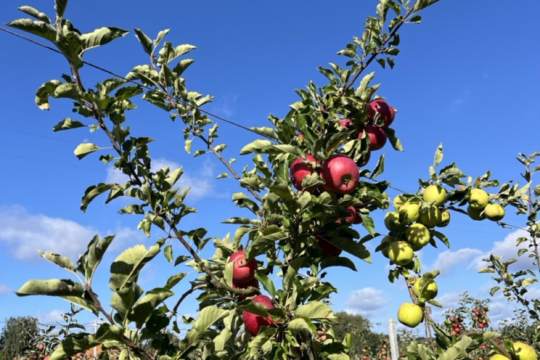 Apfelbaum